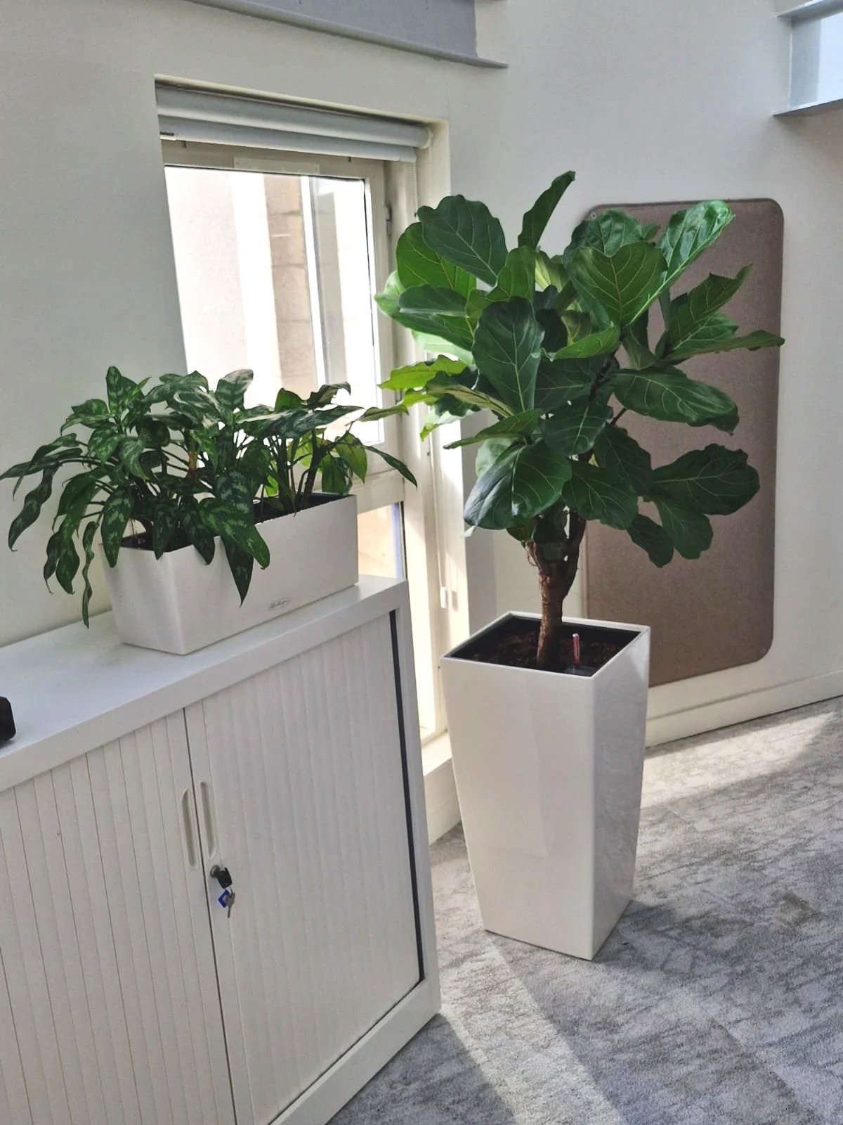 Deux plantes en pot dans une pièce avec une fenêtre, une à gauche dans un récipient blanc rectangulaire sur un meuble blanc, et l'autre dans un grand pot blanc avec un tronc, à droite.