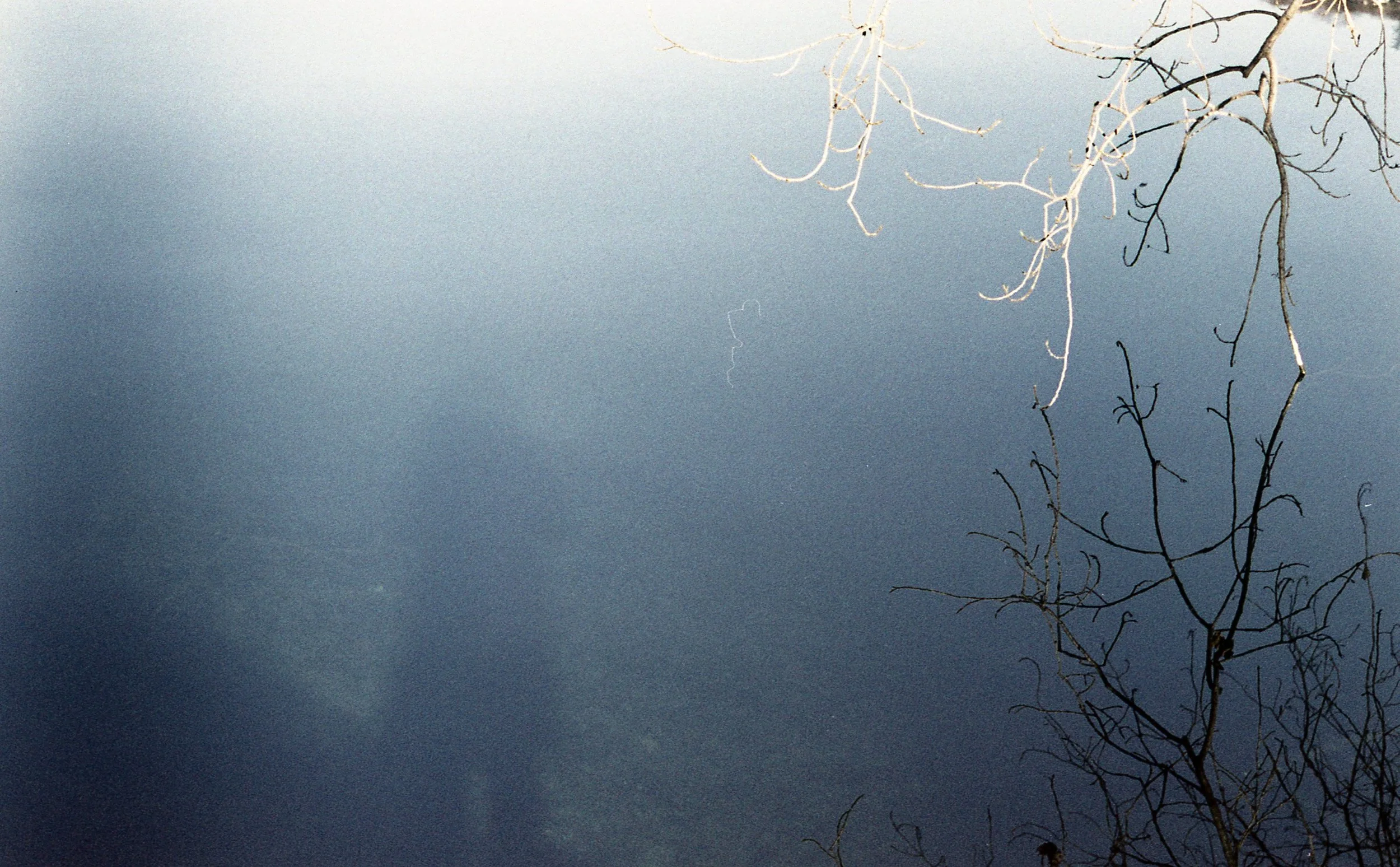 Rami e rami secchi di un albero senza foglie contro un cielo blu.