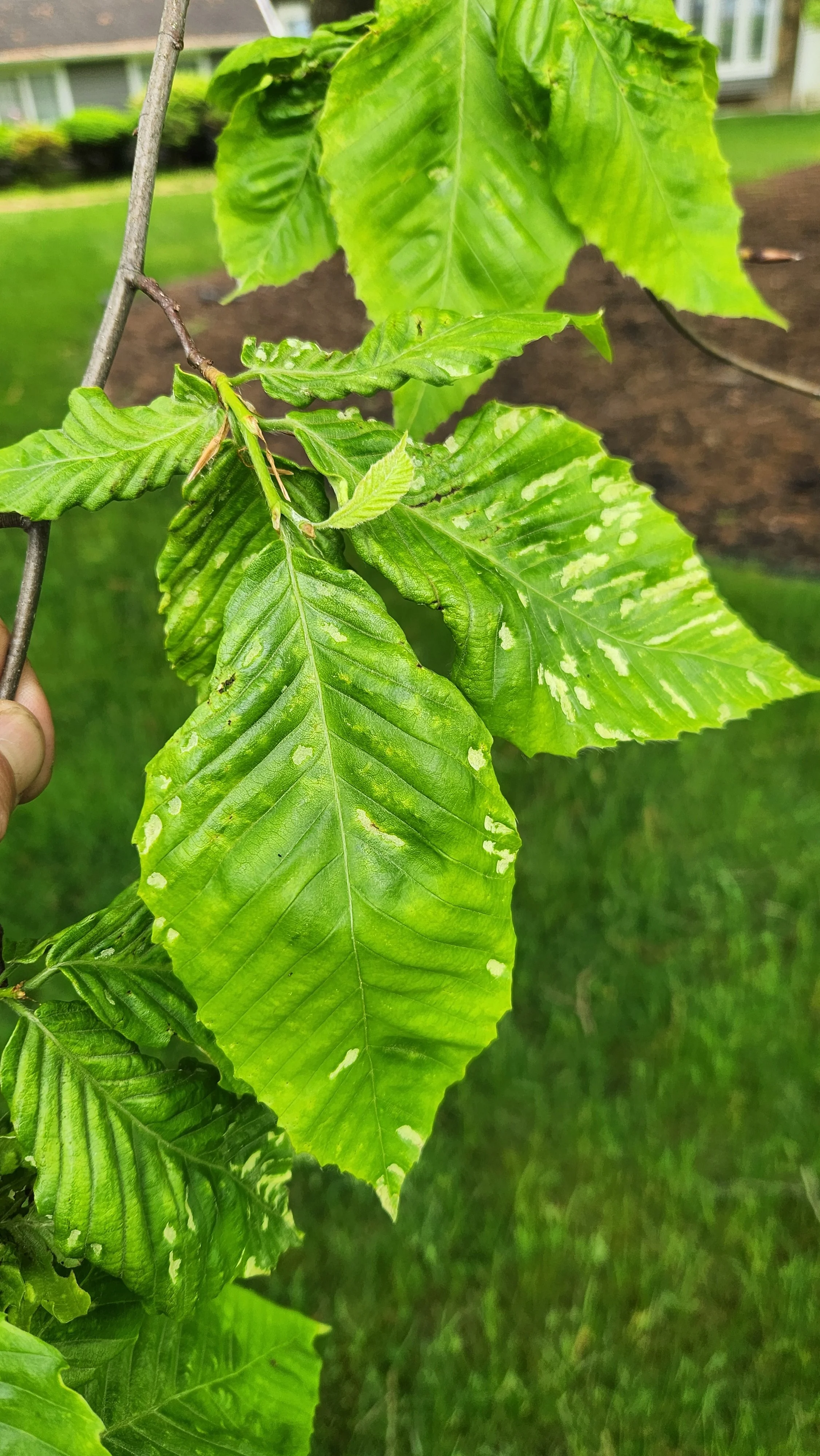 Beech Leaf Disease