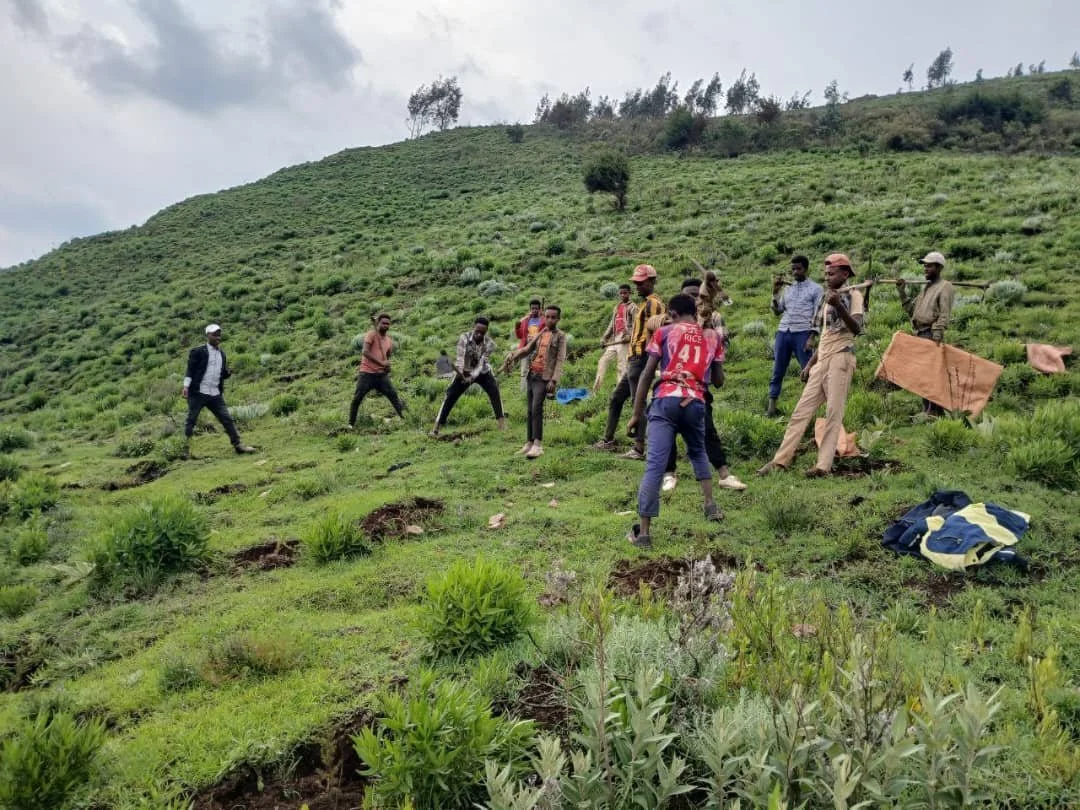 Community members working on habitat restoration and indigenous tree planting on the slopes of Mount Yerer, Ethiopia.