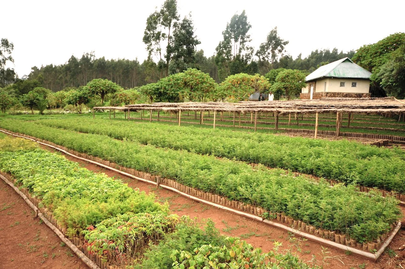 Indigenous tree seedlings growing in a forest nursery, supporting large-scale landscape restoration and reforestation in Ethiopia.