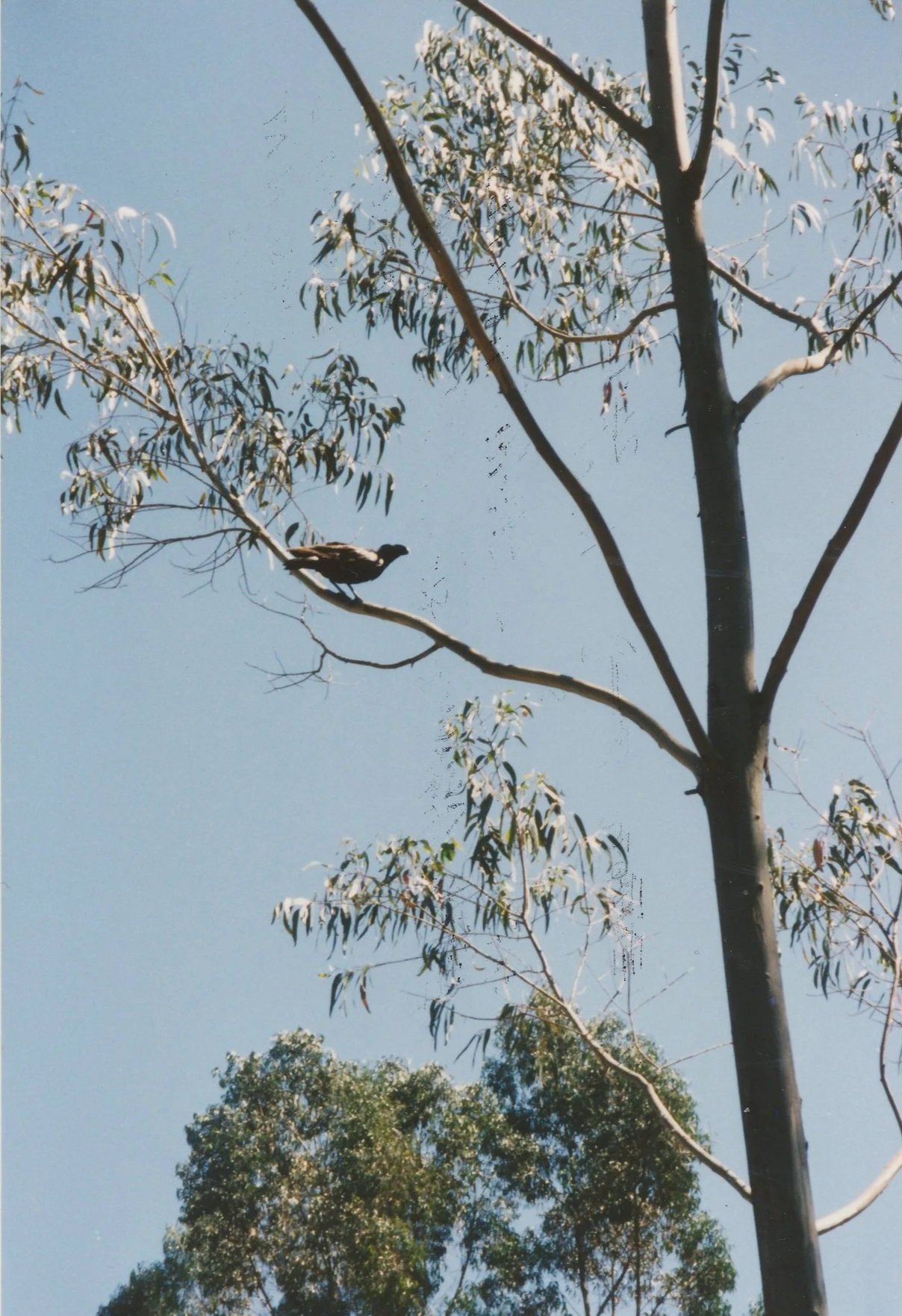 Native bird resting in a eucalyptus tree within Ethiopia's natural landscape.