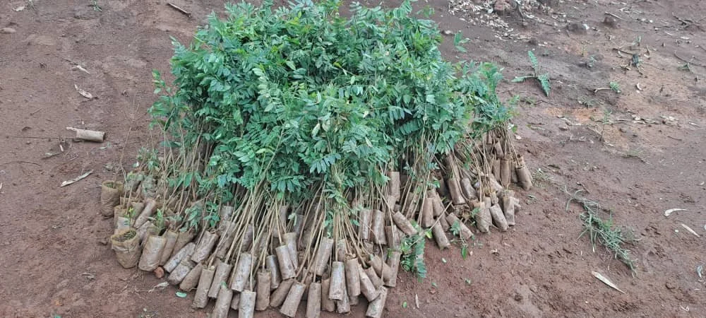 Bundles of indigenous tree seedlings prepared for planting as part of a forest restoration project in Ethiopia.