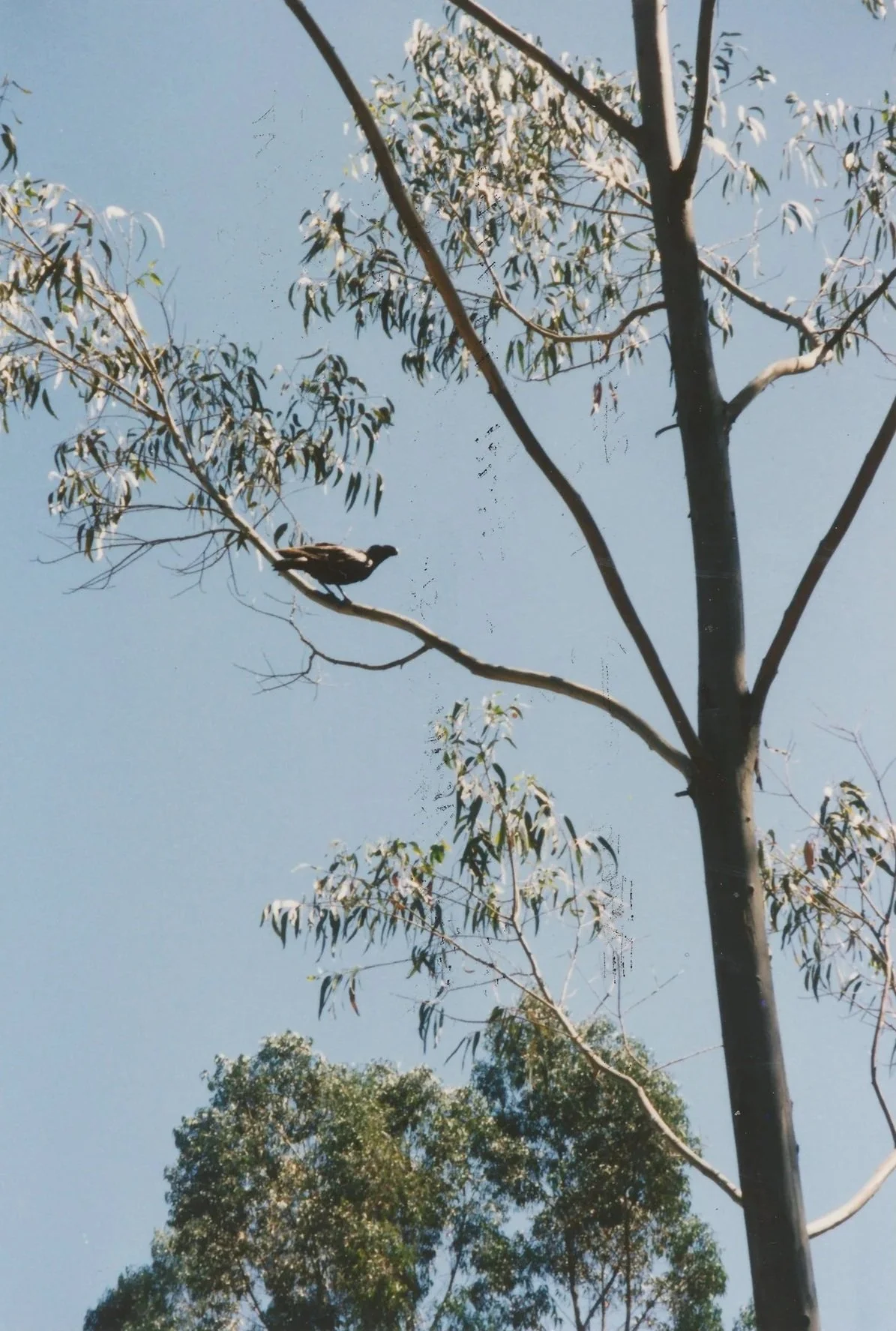 Native bird resting in a eucalyptus tree within Ethiopia's natural landscape.