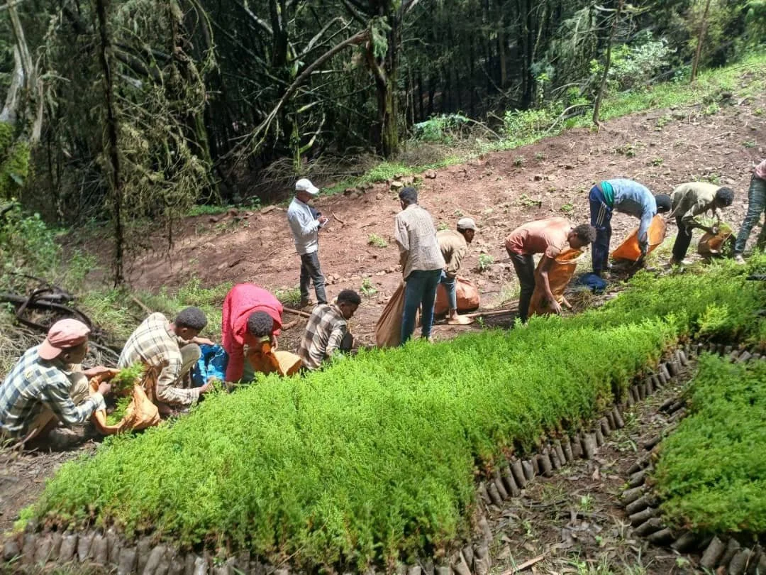 Volunteers planting indigenous tree seedlings on the slopes of Mount Yerer to restore native forest habitat and biodiversity