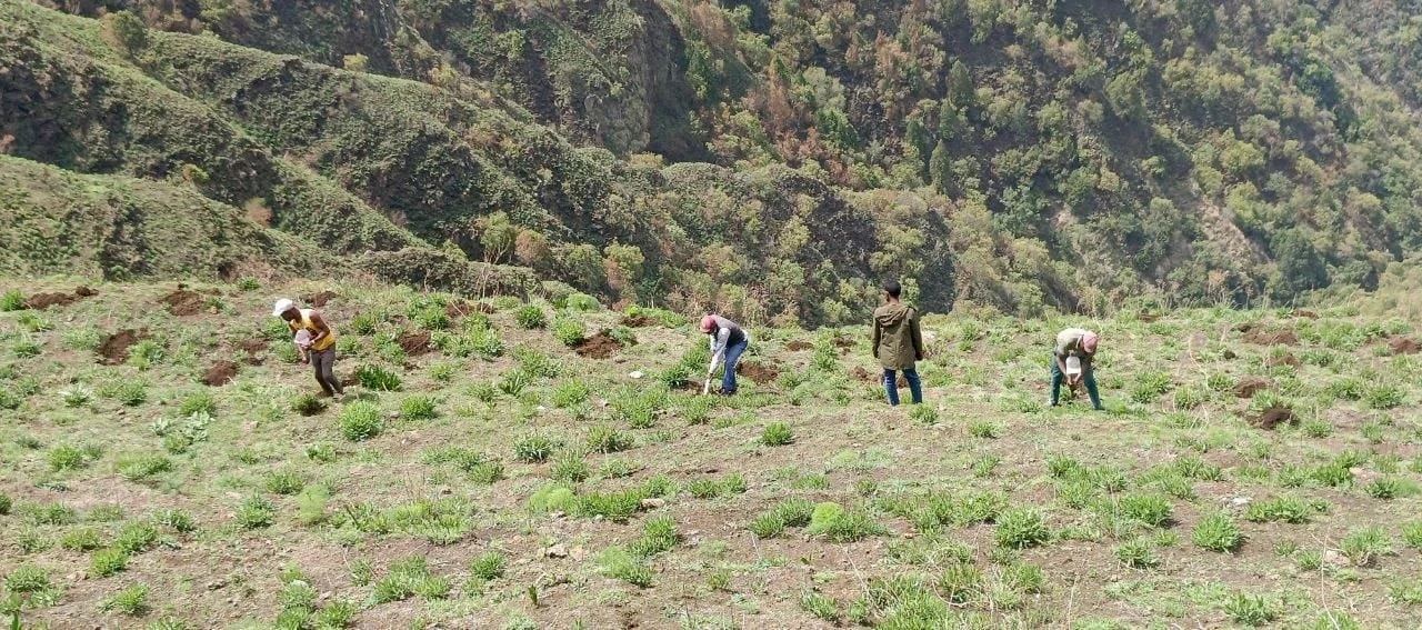 Volunteers planting indigenous tree seedlings on the slopes of Mount Yerer to restore native forest habitat and biodiversity.Volunteers planting indigenous tree seedlings on the slopes of Mount Yerer to restore native forest habitat and biodiversity.
