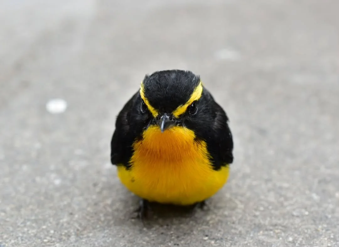 庭に野鳥が。近づいても逃げない。
どうやら窓ガラスに当たってしまったようです。
30分くらいして無事飛び立ちました。
とても美しい小鳥でした。