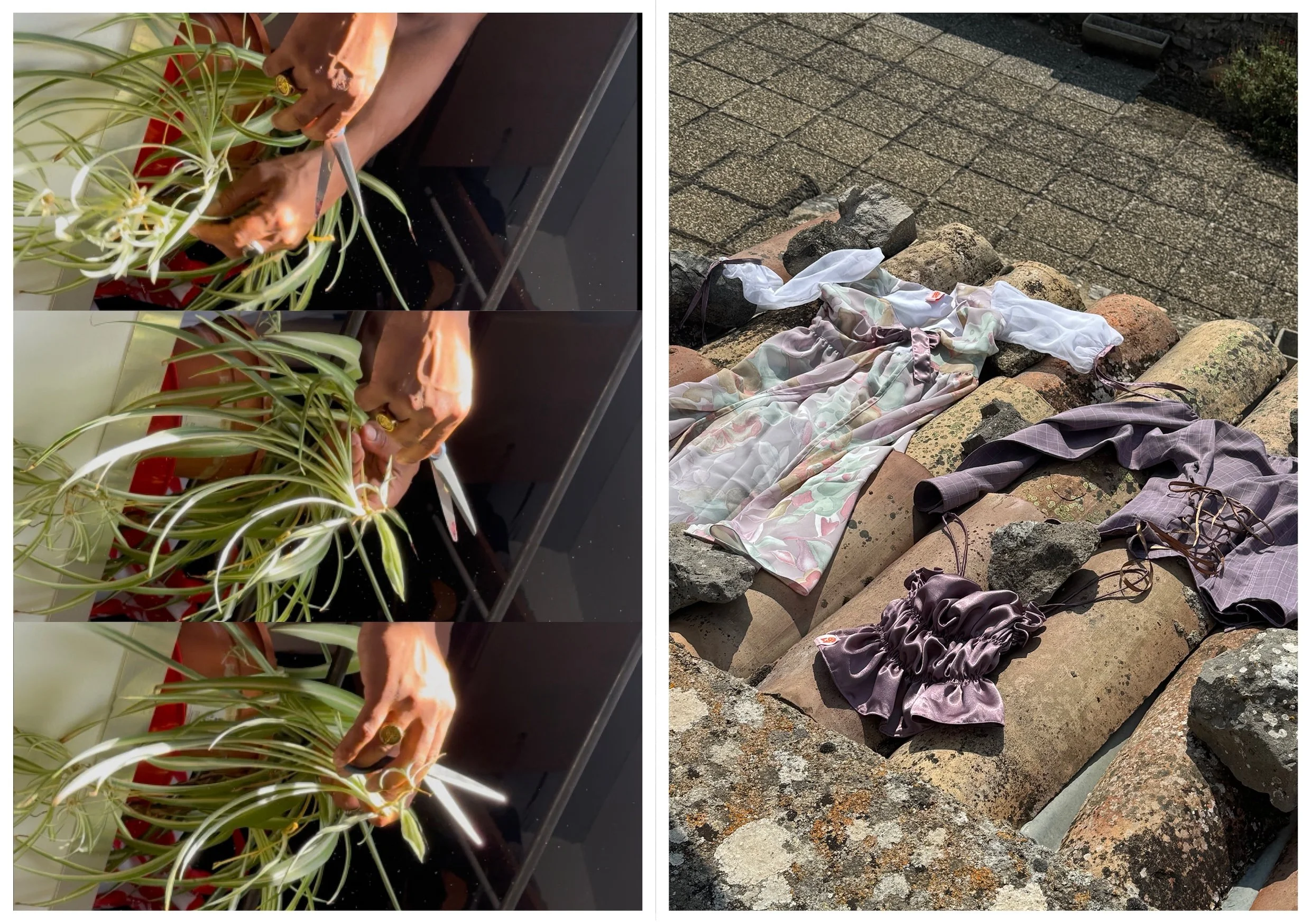 Image composée de deux parties. La partie gauche montre des mains en train de tailler une plante verte à feuilles longues et fines sur une surface sombre, avec un reflet de la plante dans le verre ou la surface sombre. La partie droite montre des vêt