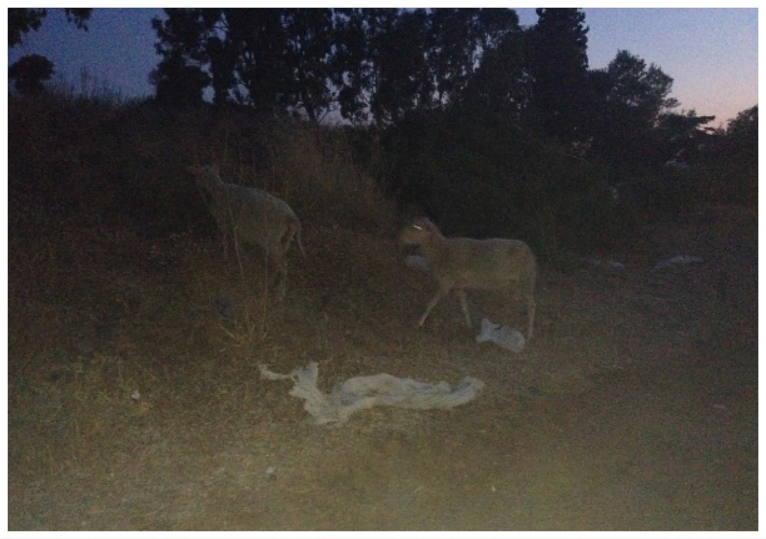 Deux lions, un mâle et une femelle, se trouvent dans la savane africaine au crépuscule, près de restes de leur dîner.