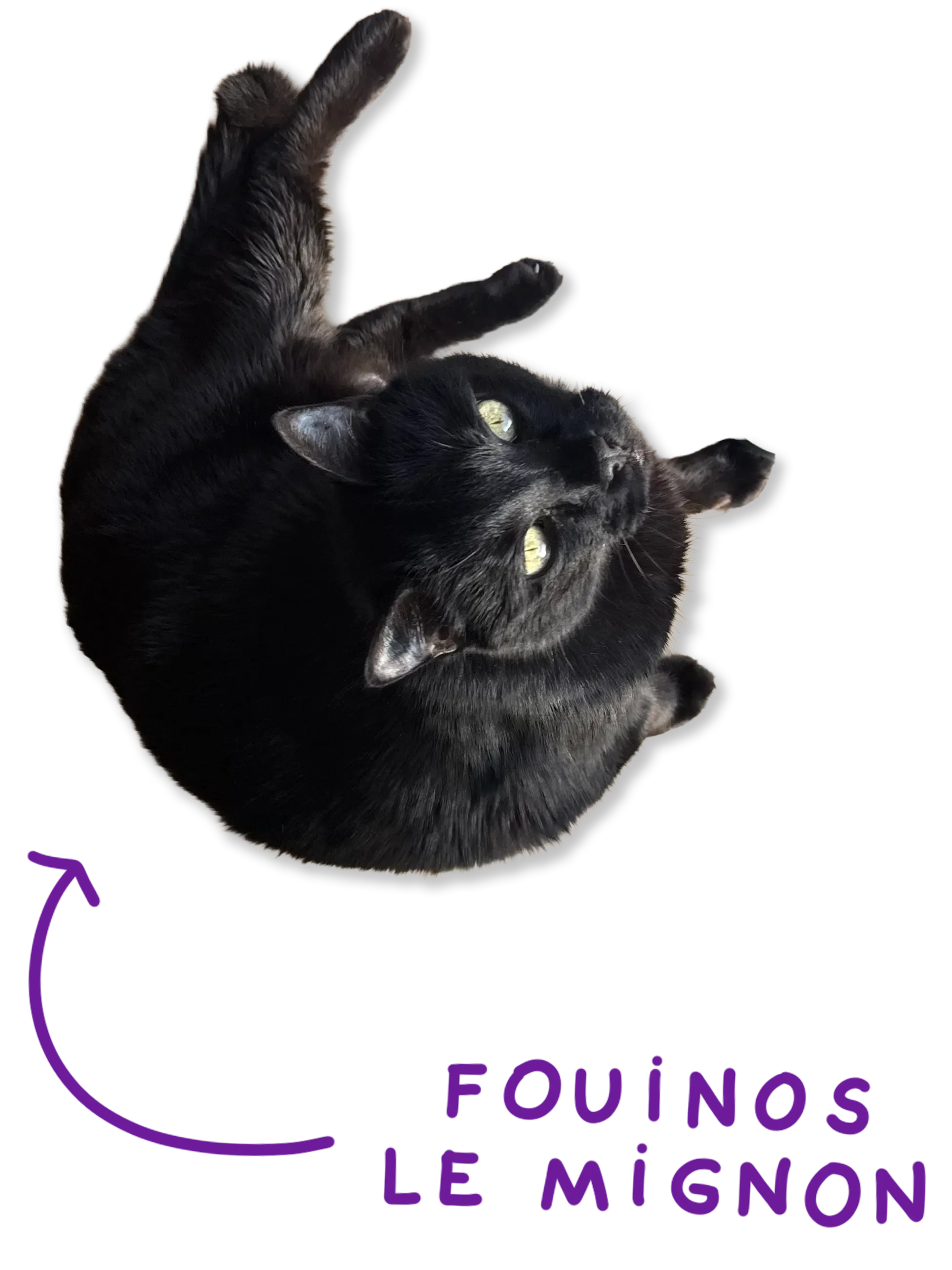 Chat noir, vue de dessus, avec texte en français indiquant 'Fouons le mignon' avec une flèche pointant vers le bas.