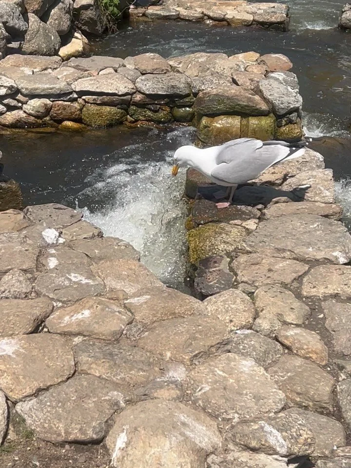 The Cape is certainly waking back up
The herring are back after their 2-4 mile journey upstream! 🐟
Stopped to watch yesterday. The seagulls are clearly just as excited about Spring as all of us! 
#CapeCod #BrewsterMA #HerringRun #CapeCodLife #Spring