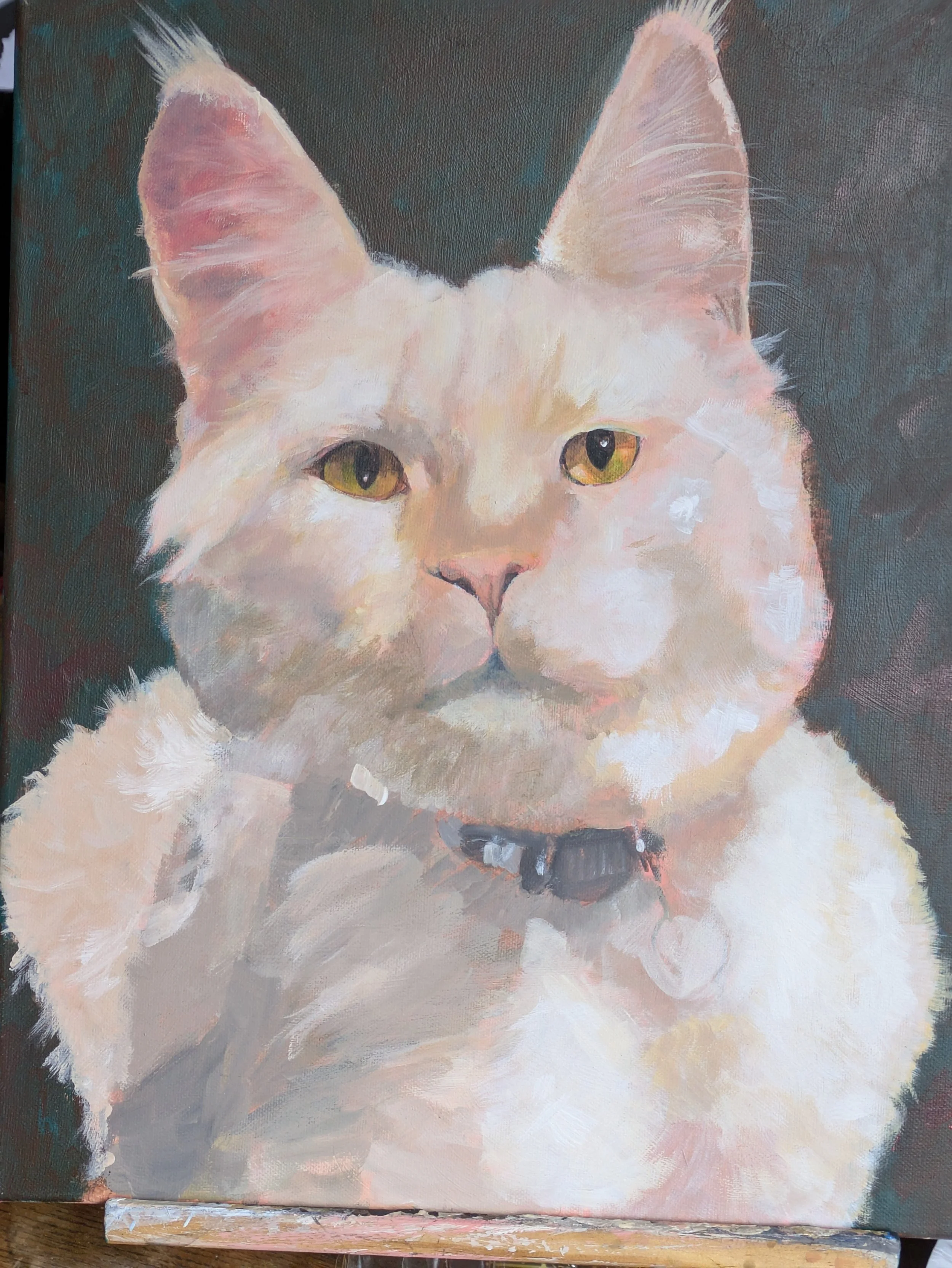 Sam a huge Mainecoon from Arizona.