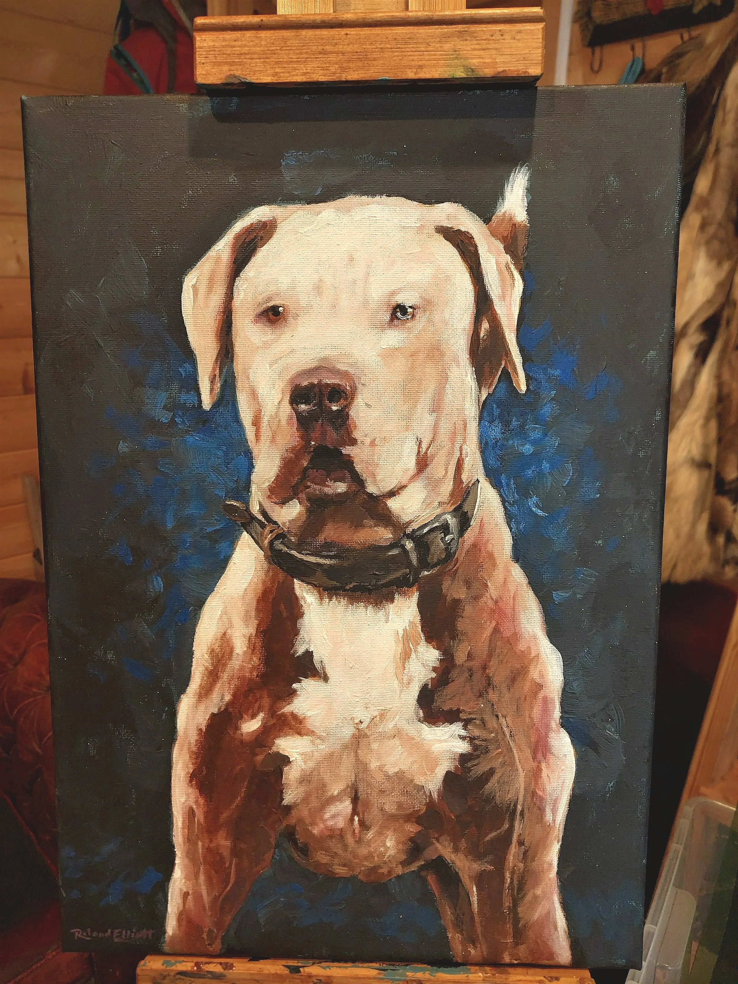 'Goose' a gorgeous Staffy.