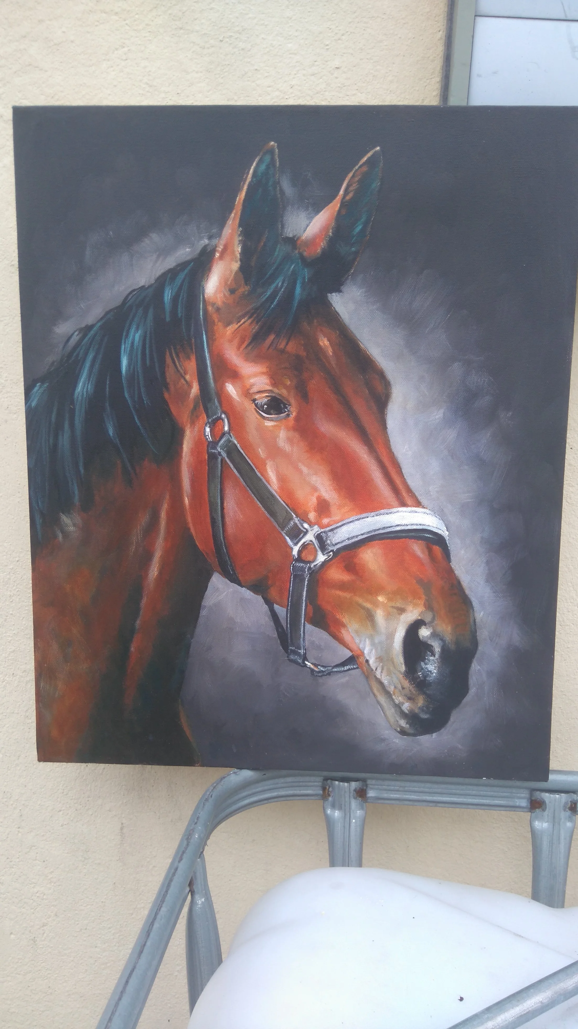 'Dexter' a fine Welsh Cob.