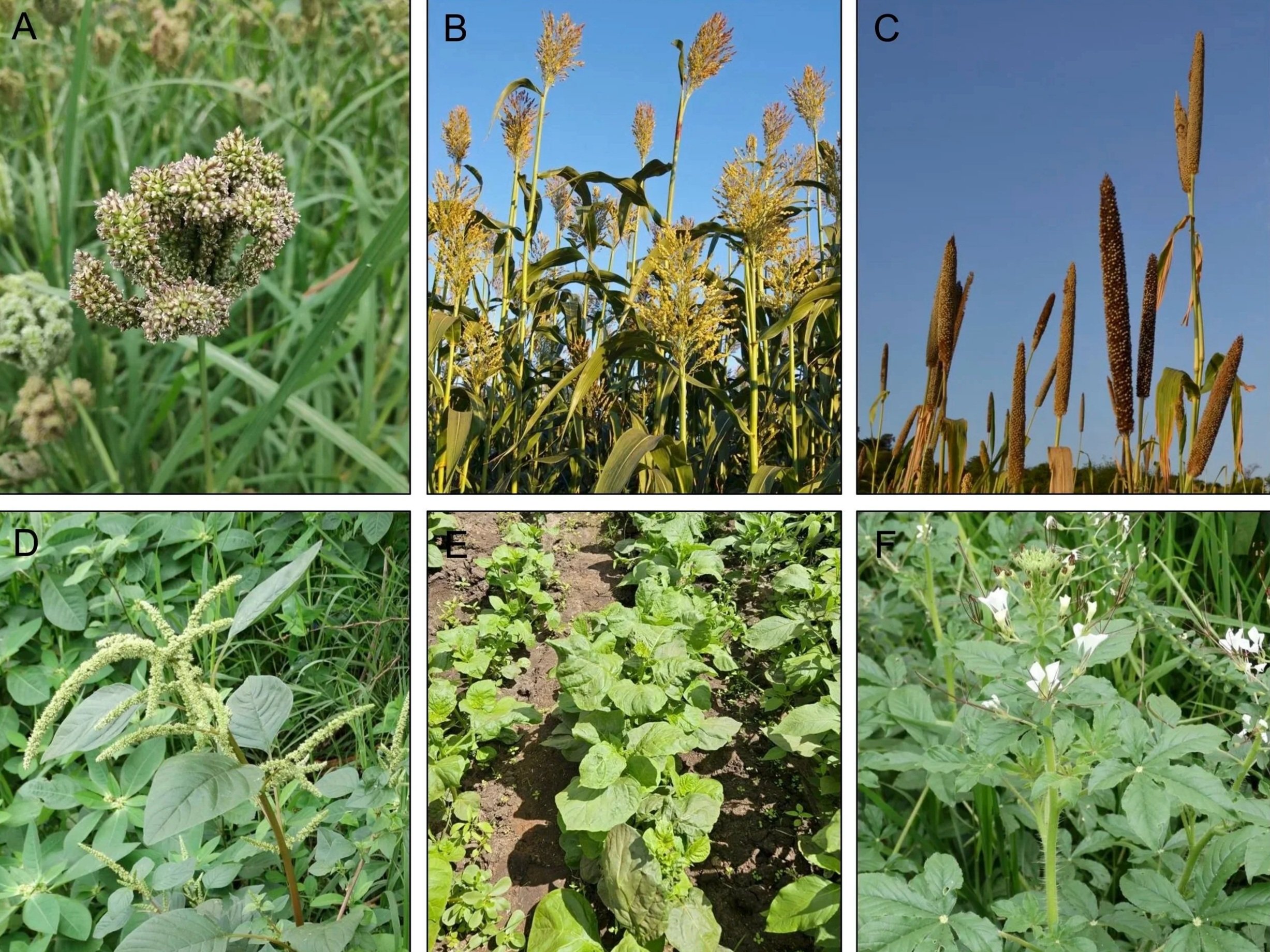 Science for Africa’s future food security: reimagining the histories and futures of underutilised crops
