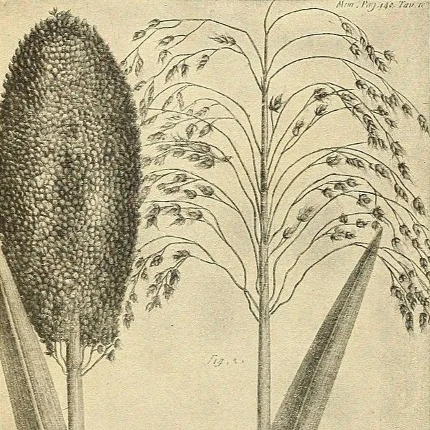 African food history database
