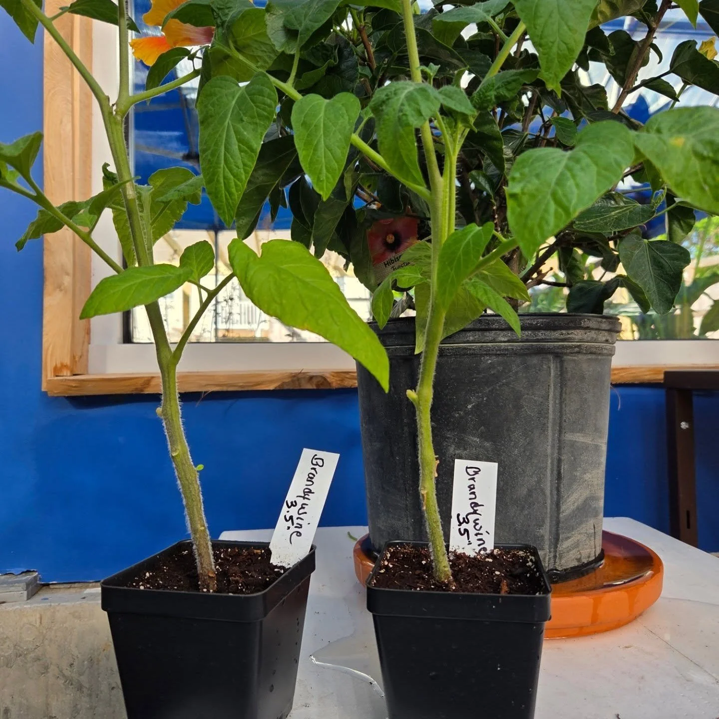 Two Brandywine tomato plants left to fill ot your garden.