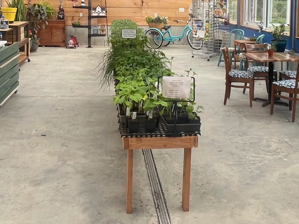 Plants for sale in small pots on a wooden table inside a store with wooden and metal furniture and a bicycle in the background.