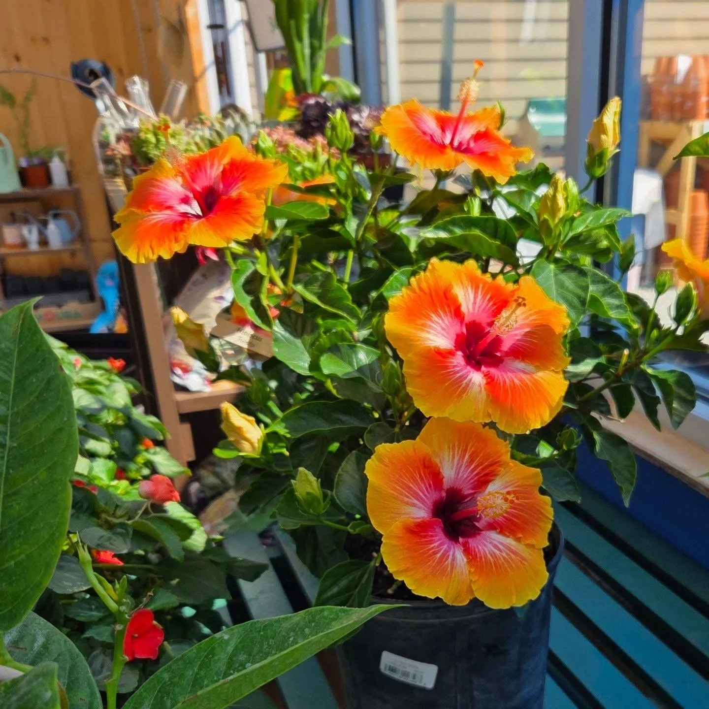 Bright orange and pink hibiscus flowers blooming on a plant indoors, with green leaves and a wooden shelf in the background.