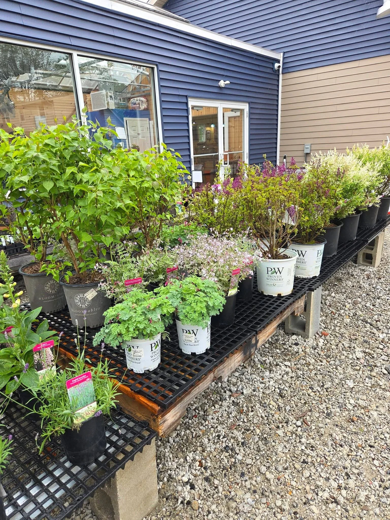 Rows of potted flowering plants on a black metal table outside a building with blue and beige siding.