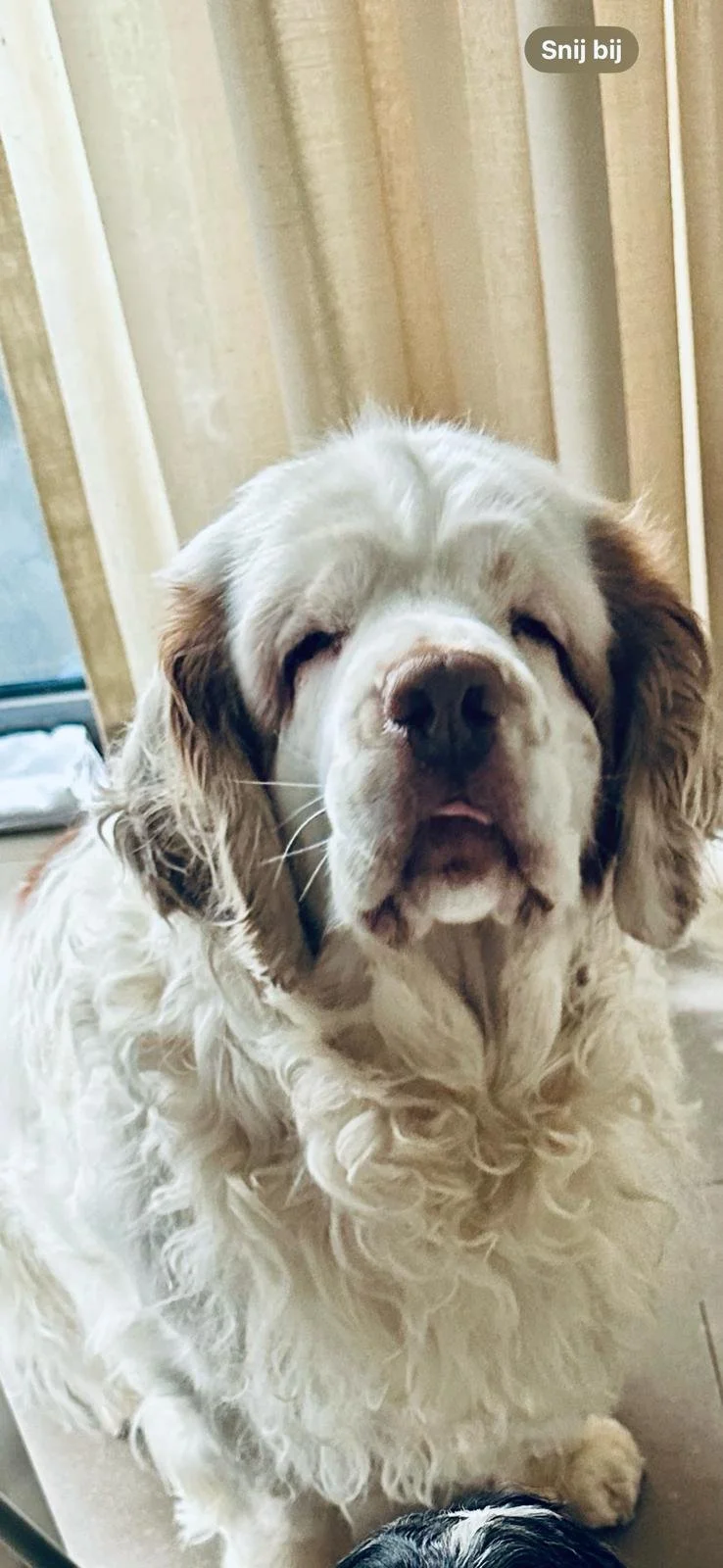 Waarom trekt mijn hond aan de lijn