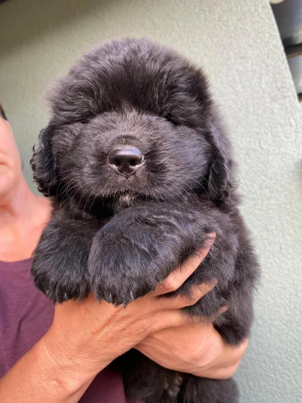 Hoe voed ik een puppy op zonder fouten te maken?