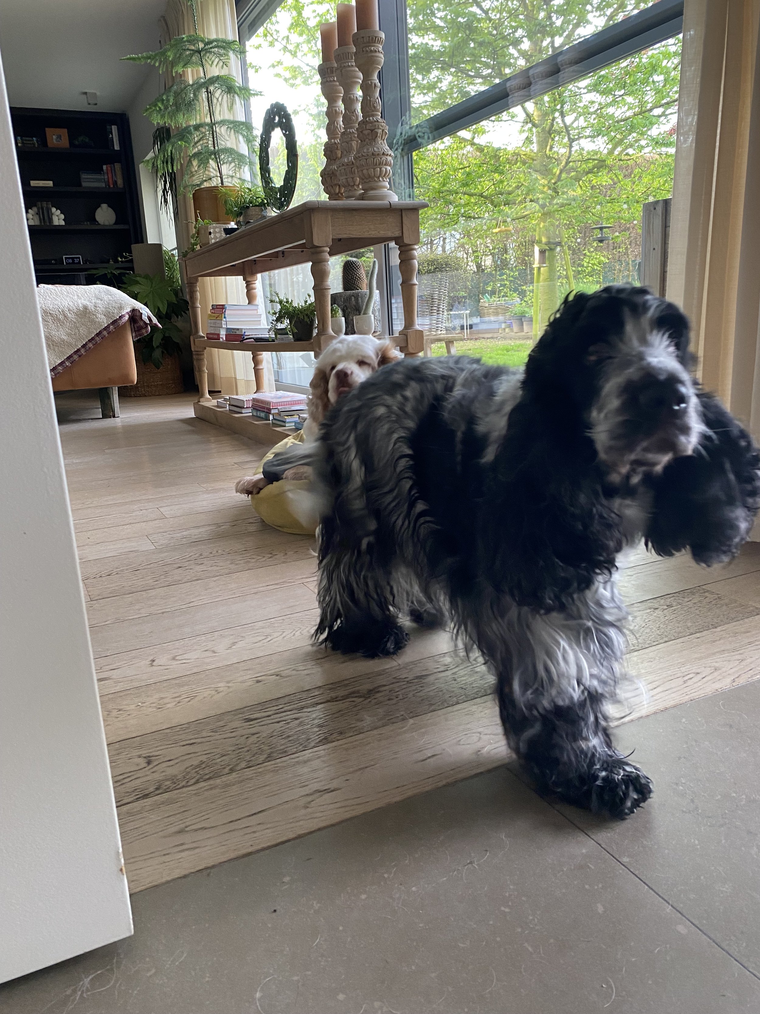 Hoe leer ik mijn hond alleen thuis blijven?