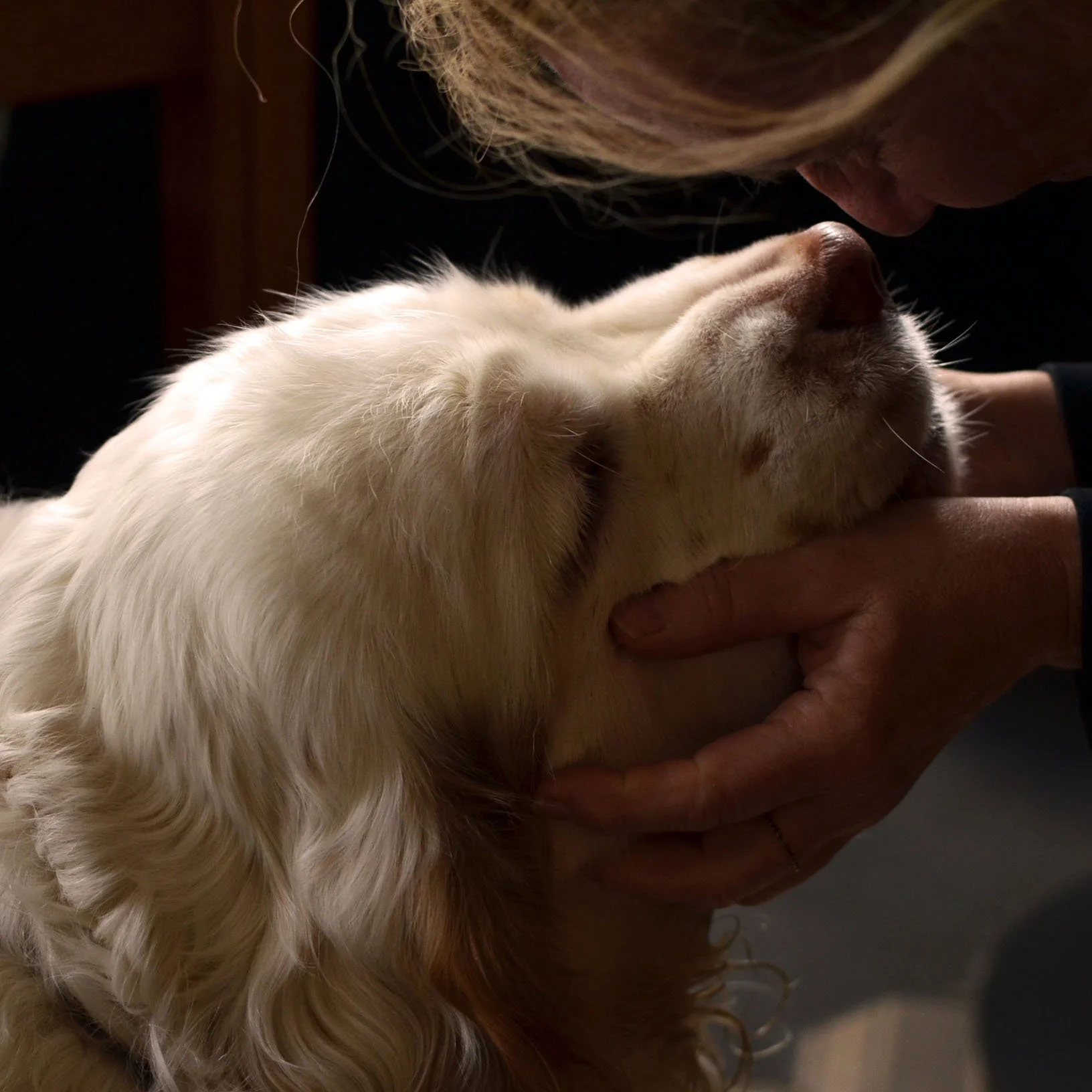 Waarom springt mijn hond op tegen mensen?