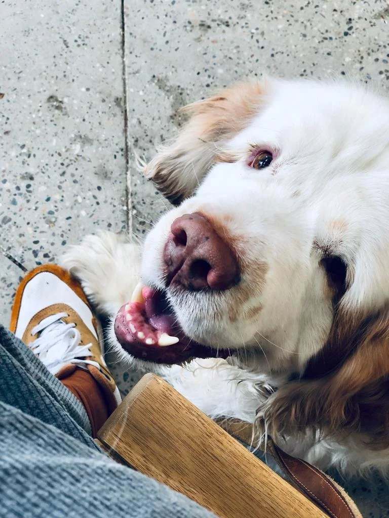 Hoe leer ik mijn hond niet trekken aan de lijn?