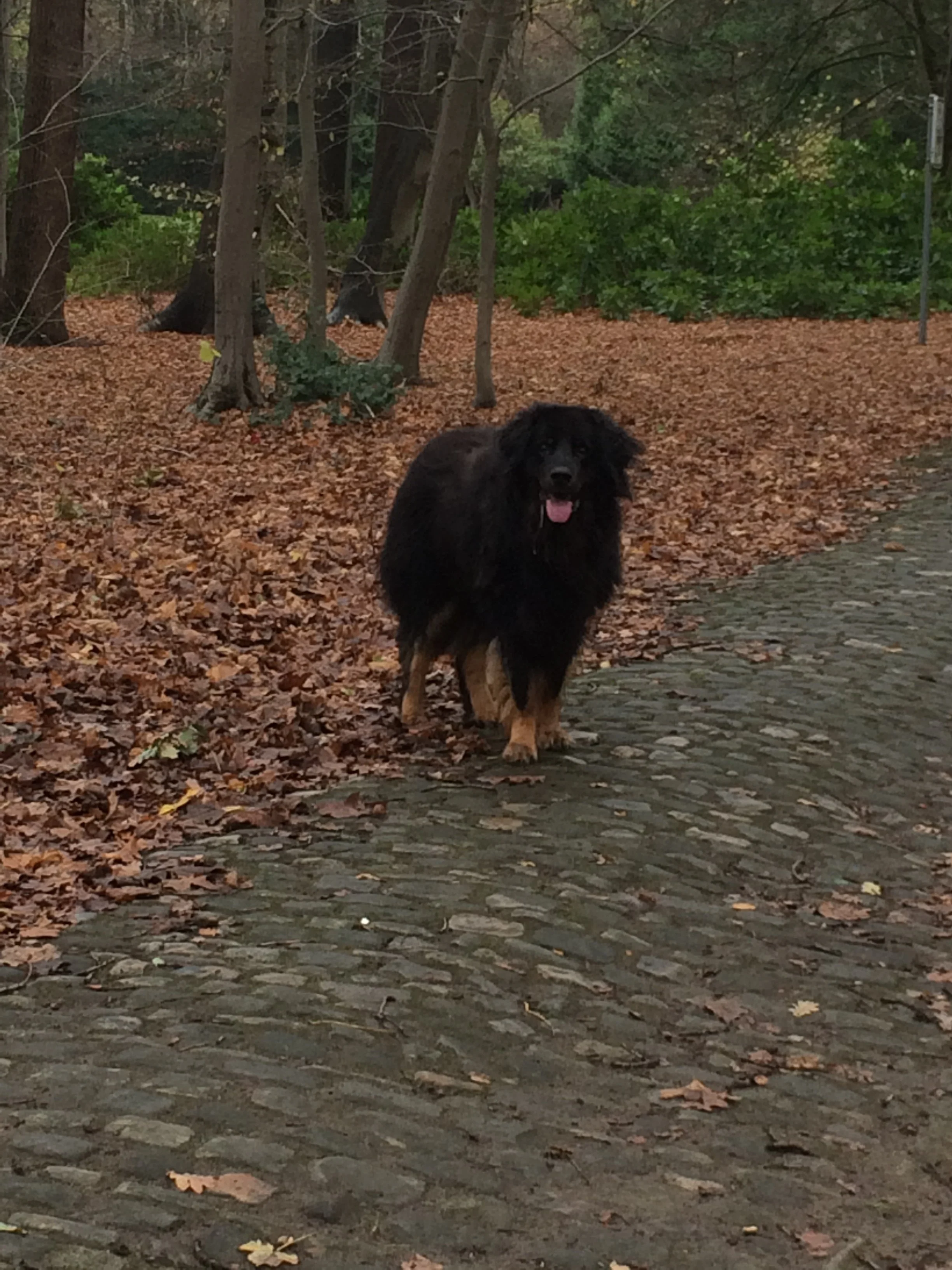 Waarom komt mijn hond niet?