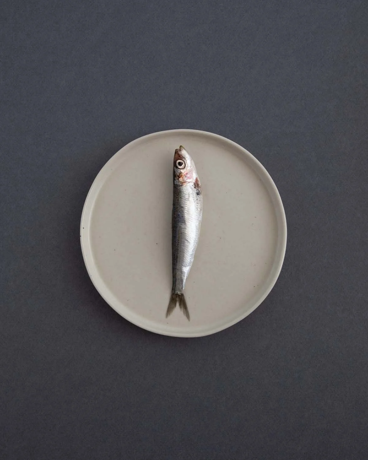 Still life photography of a sardine on a ceramic plate from Costa Nova