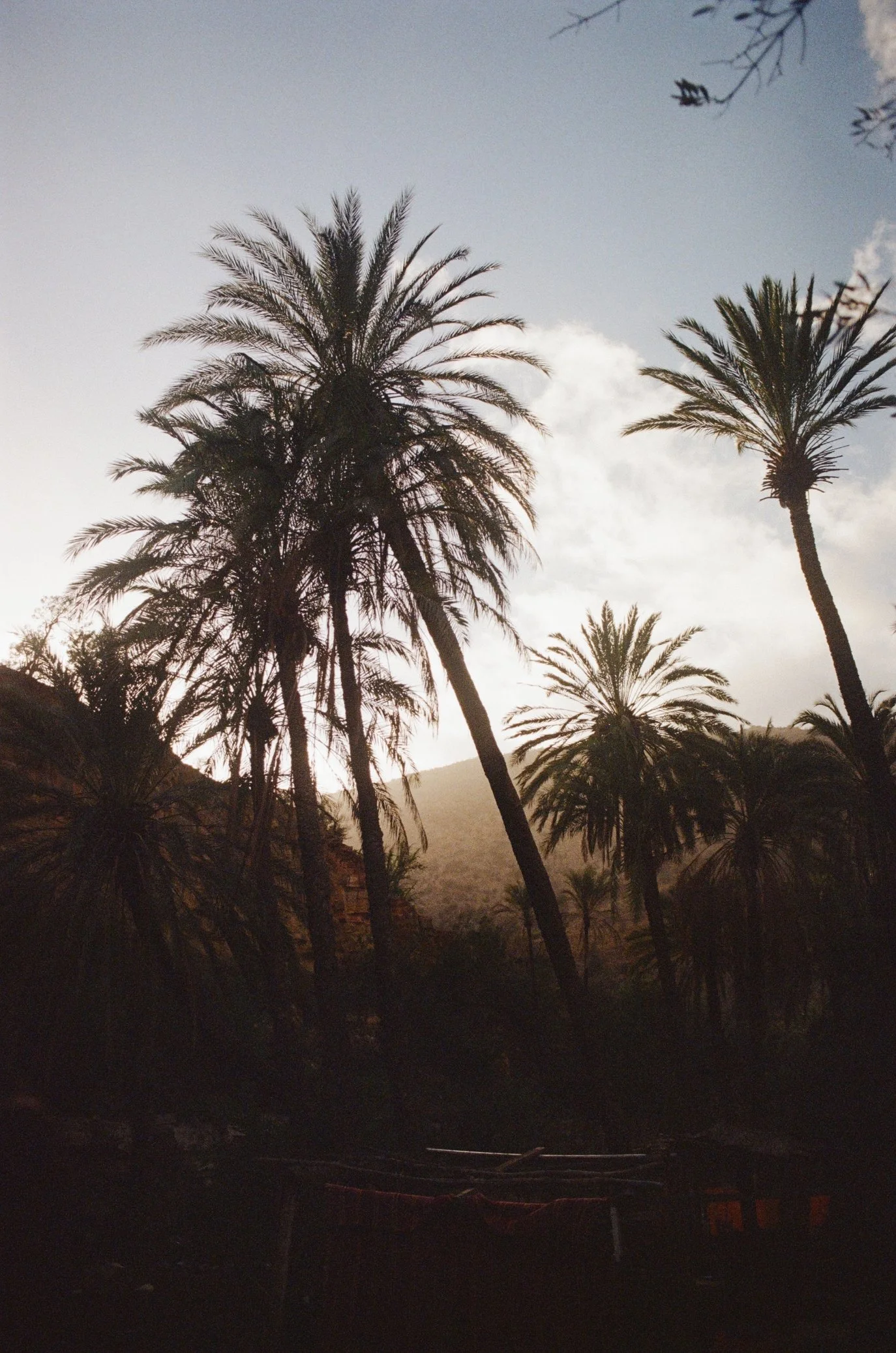 Palm Trees in a soft and beautiful light in desert valley in Marocco