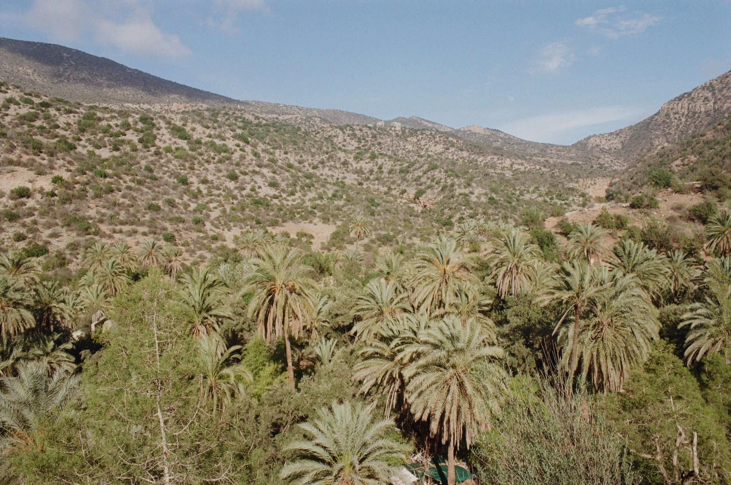 Landscape view with palm trees and mountains in Desert Valley Marocco shot on film