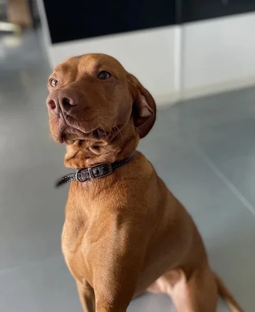 A brown dog with a black collar sitting inside a house, looking up with a curious expression.