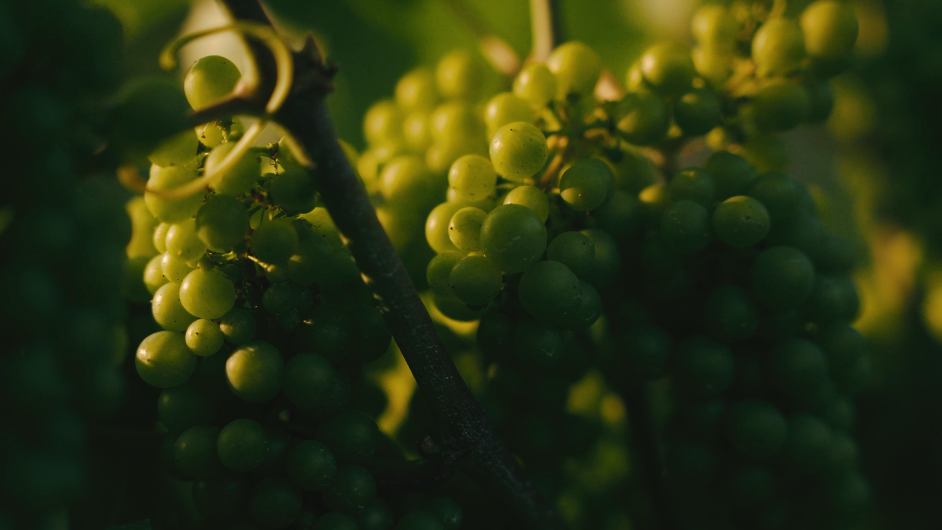 Vineterra Grapes.png