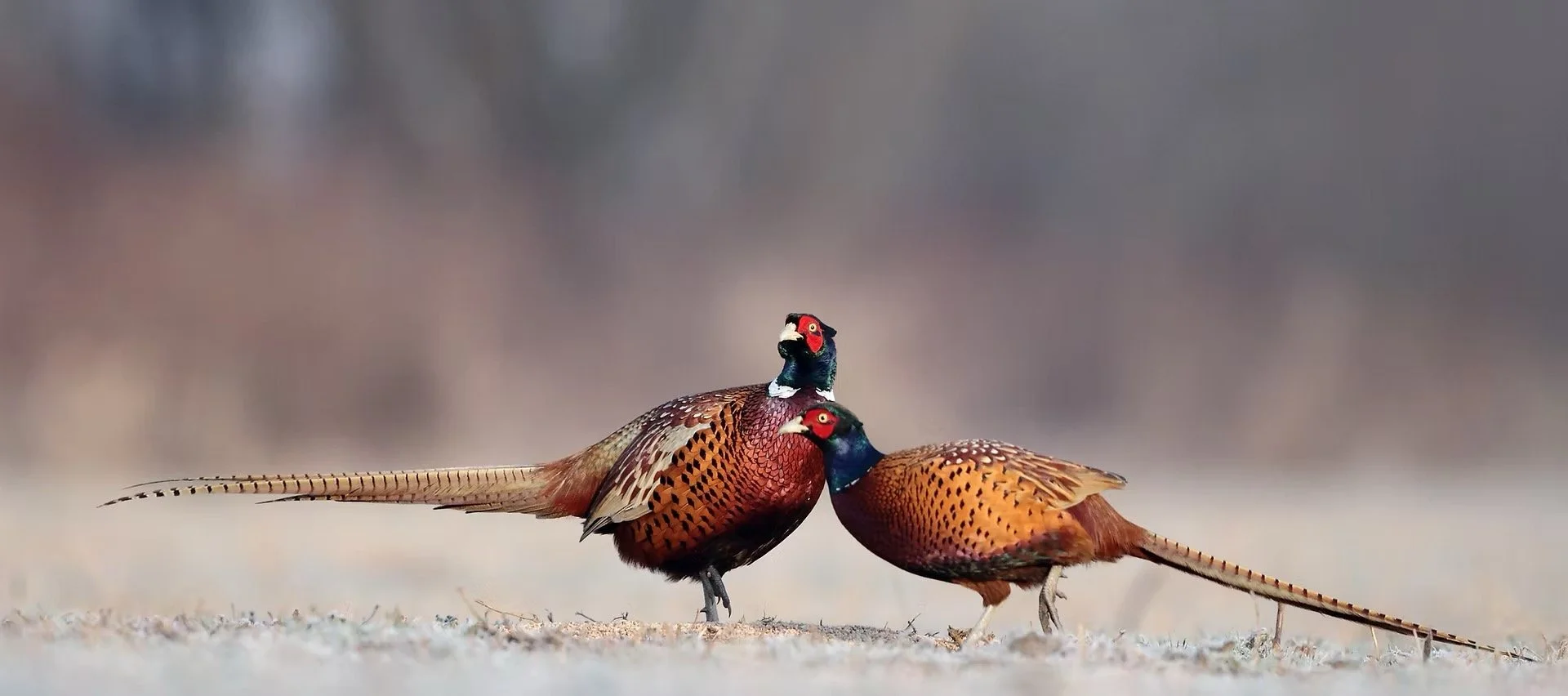Two colorful male pheasants standing on sandy ground, with one pecking the ground and the other looking up, against a blurred natural background.