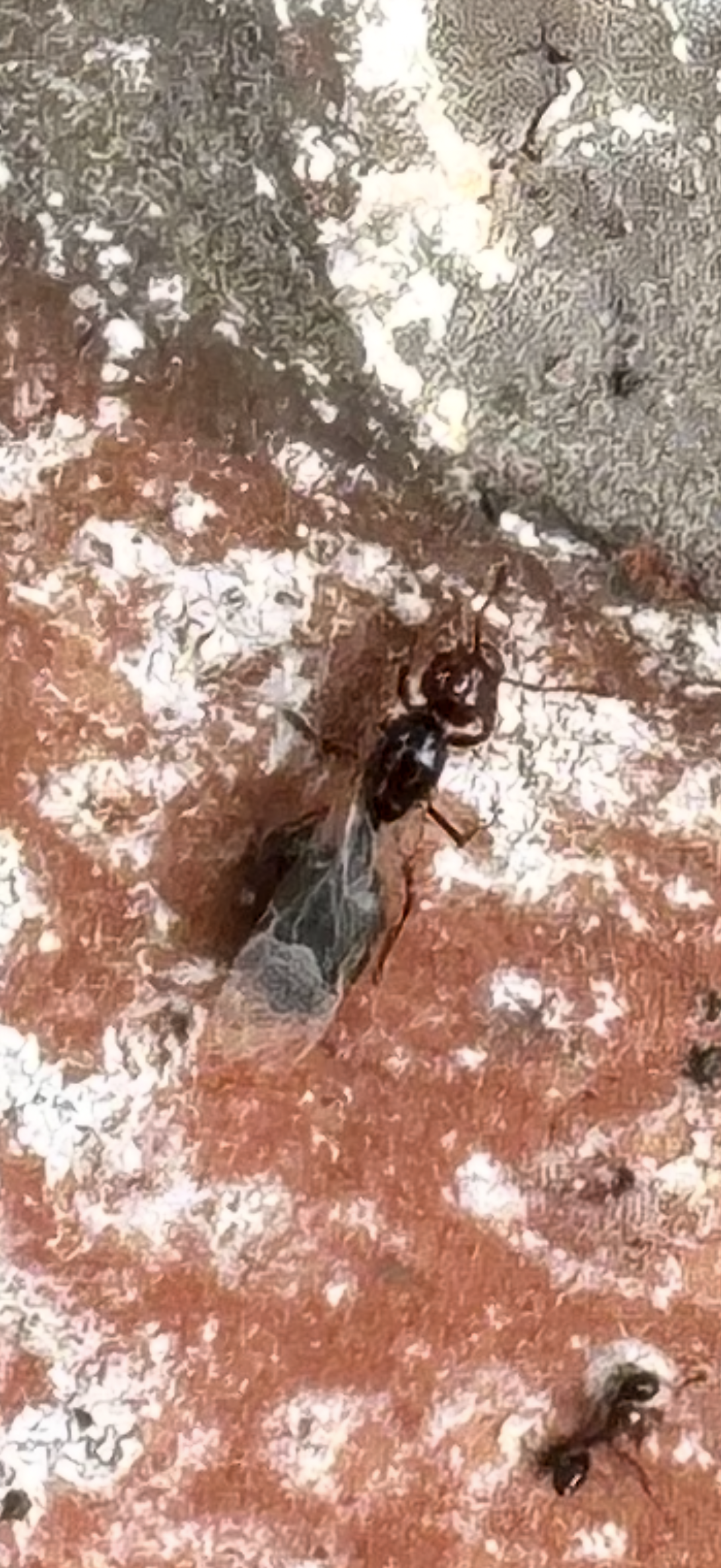 Why Are Ants Coming Inside My House After Rain? 