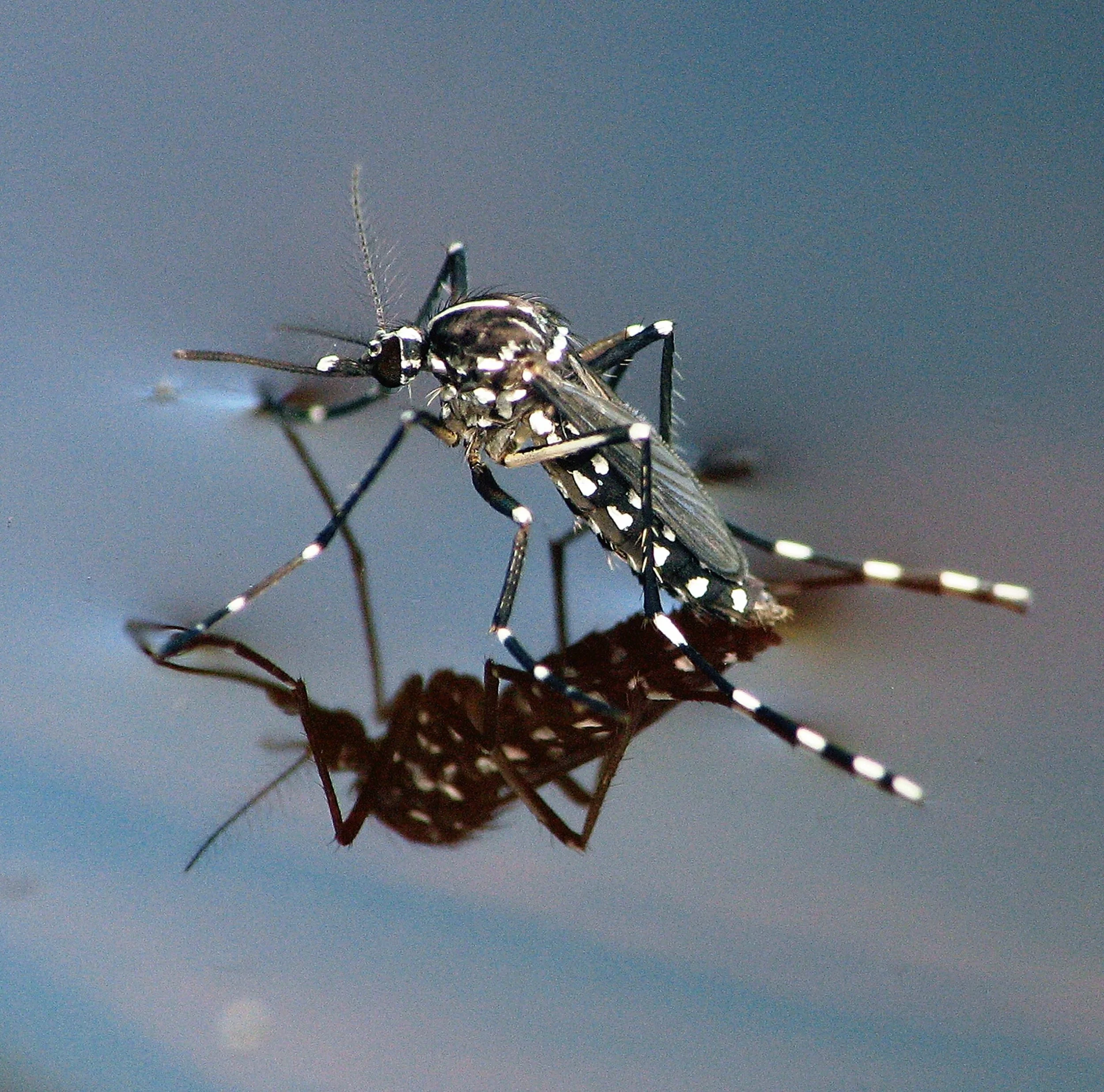 Mosquitoes Suck… the life out of your family.
