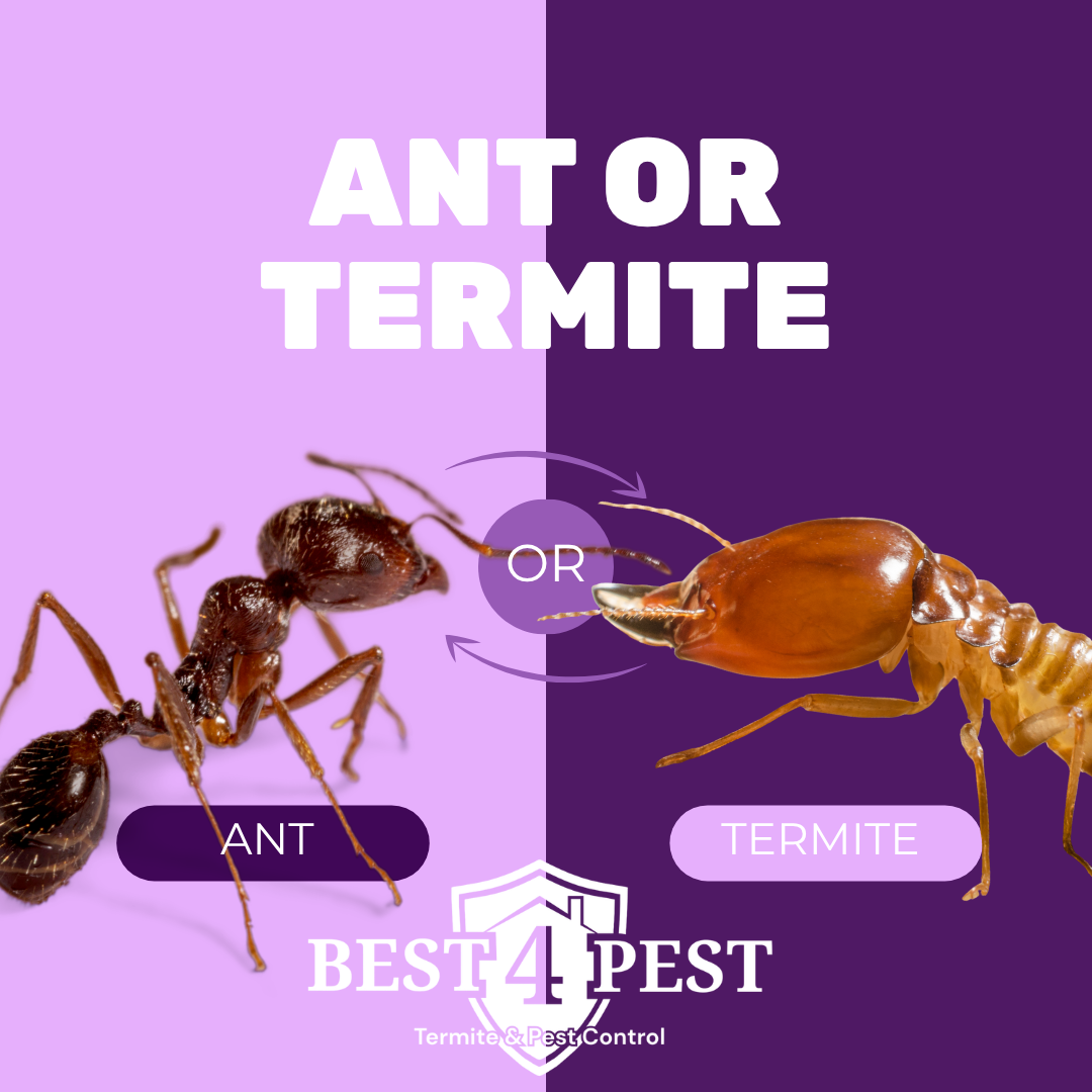 Ant vs. Termite: How to Tell the Difference