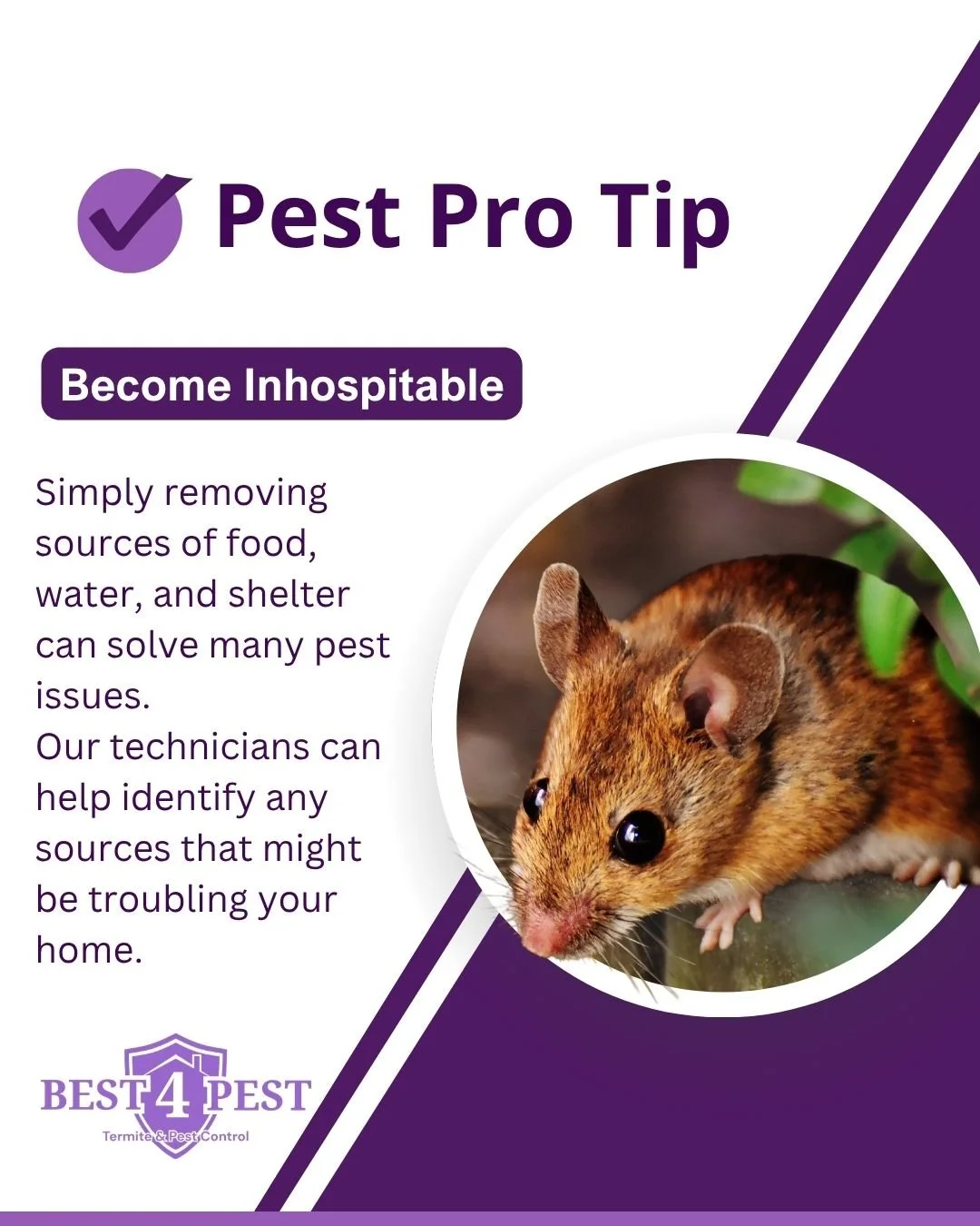 Deal with the source of food and shelter and your pests may stop treating your home like their personal Marriott.