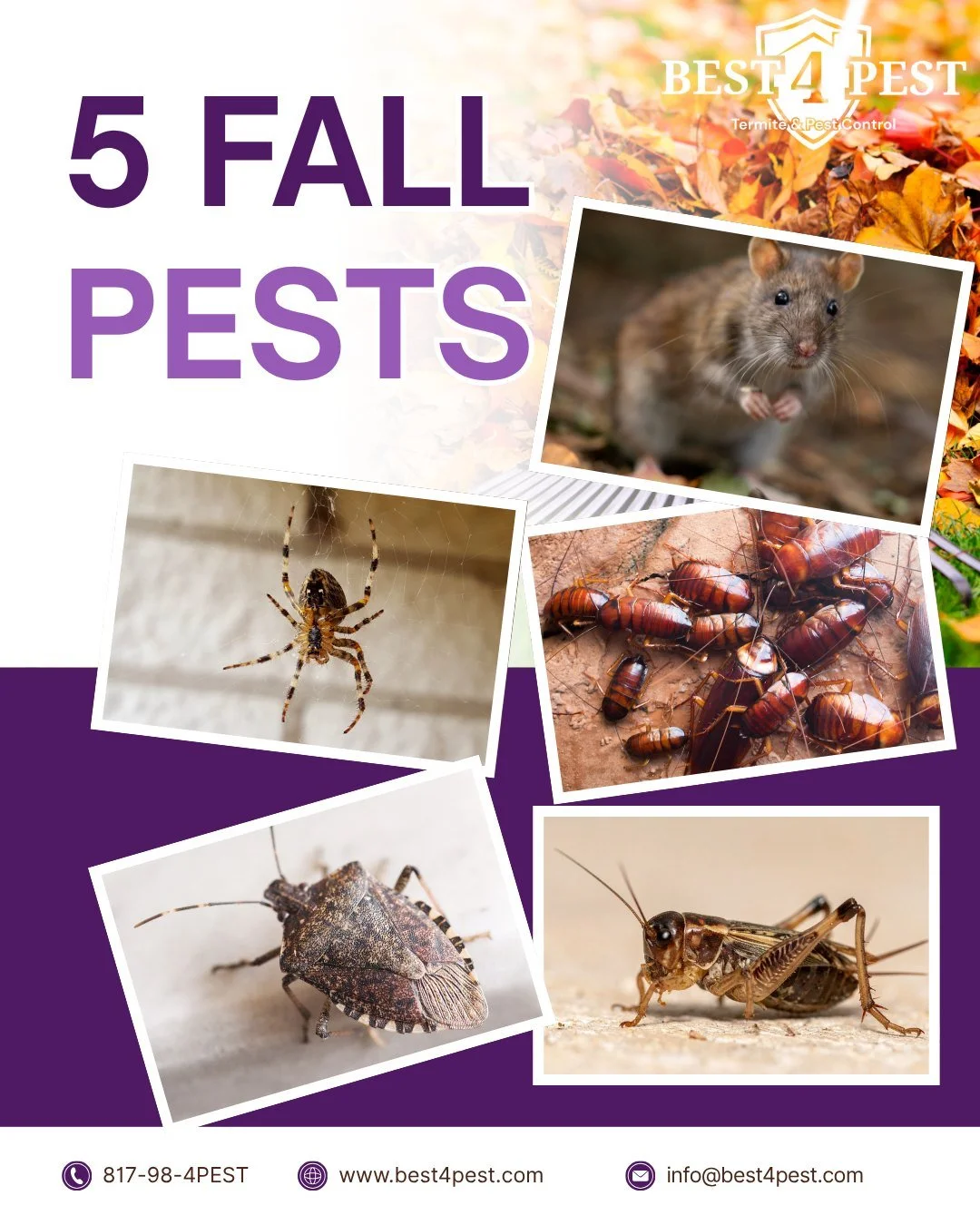 Head to blog for some more details about the top fall pests in DFW and what you can do about them!