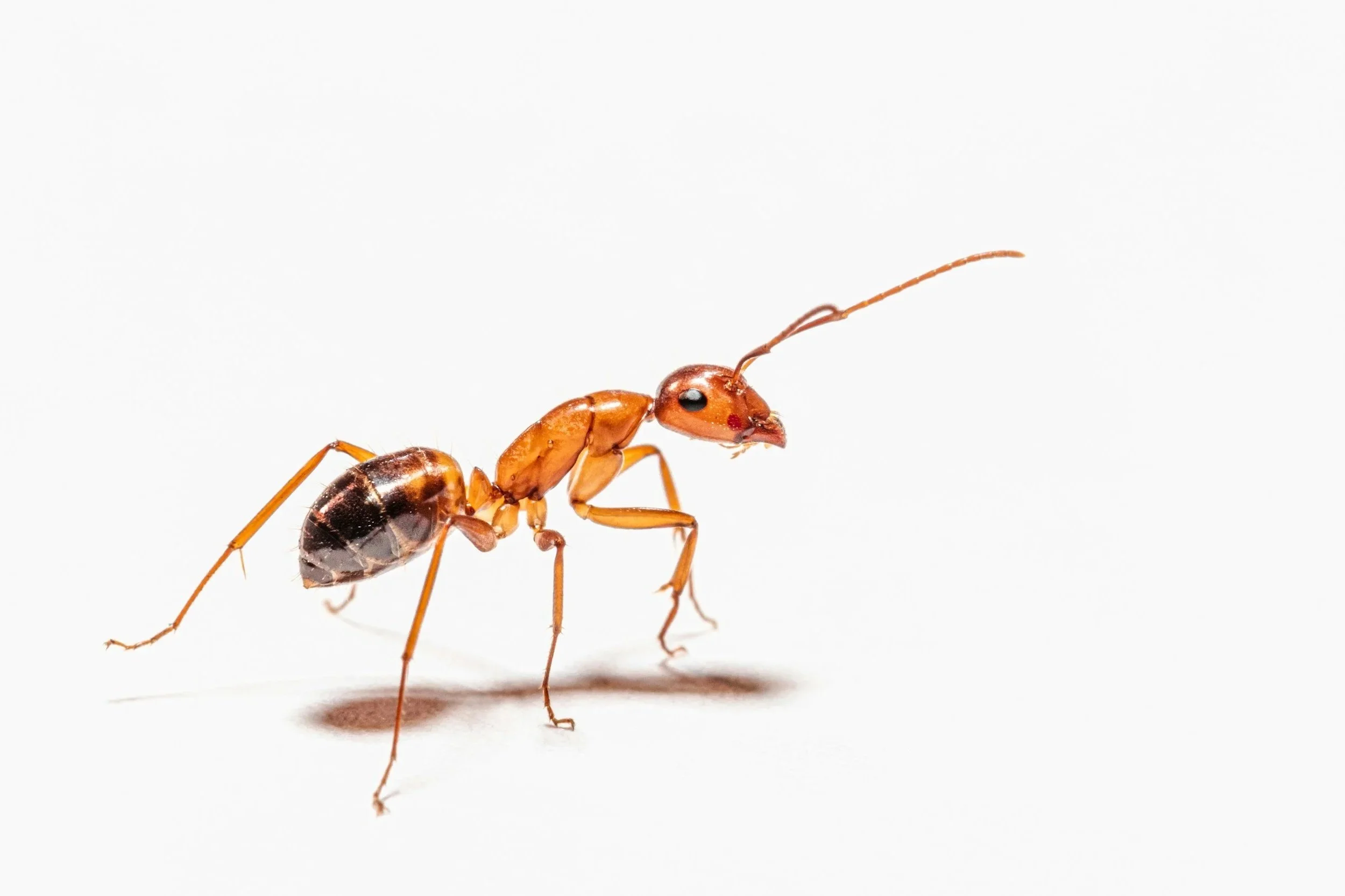 Close-up of an ant with a reddish-brown head and thorax, a black abdomen, and long antennae on a white background