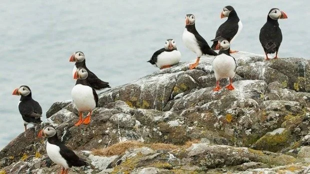 imgi_4_puffin-island-00 (1).jpg