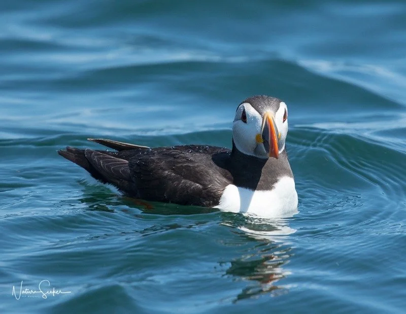 imgi_25_puffin1.jpg