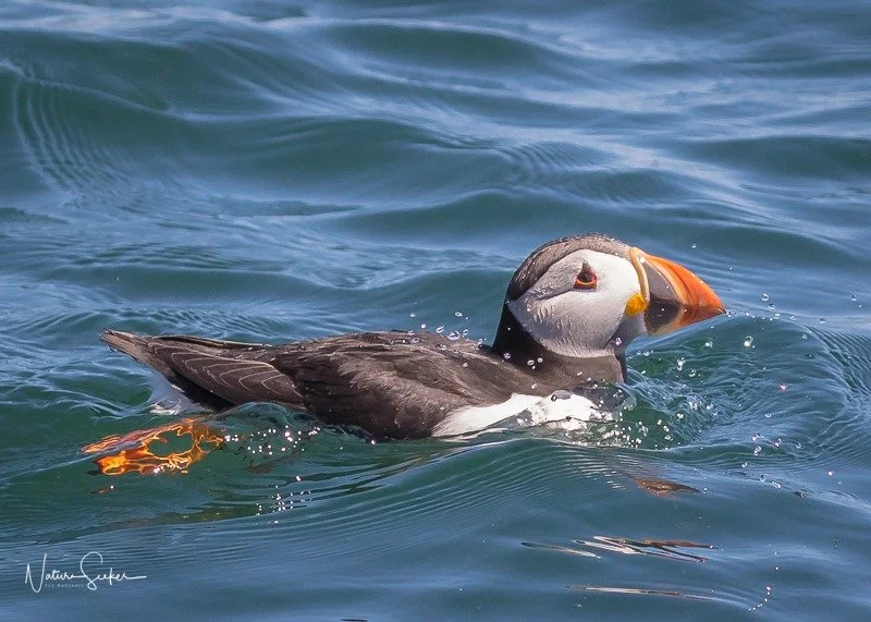 imgi_28_puffin4.jpg