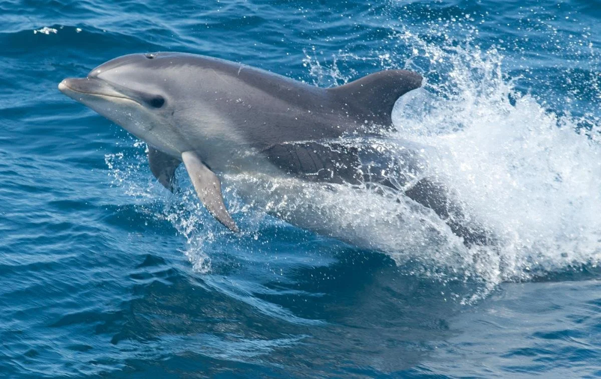dolphin (2).jpg