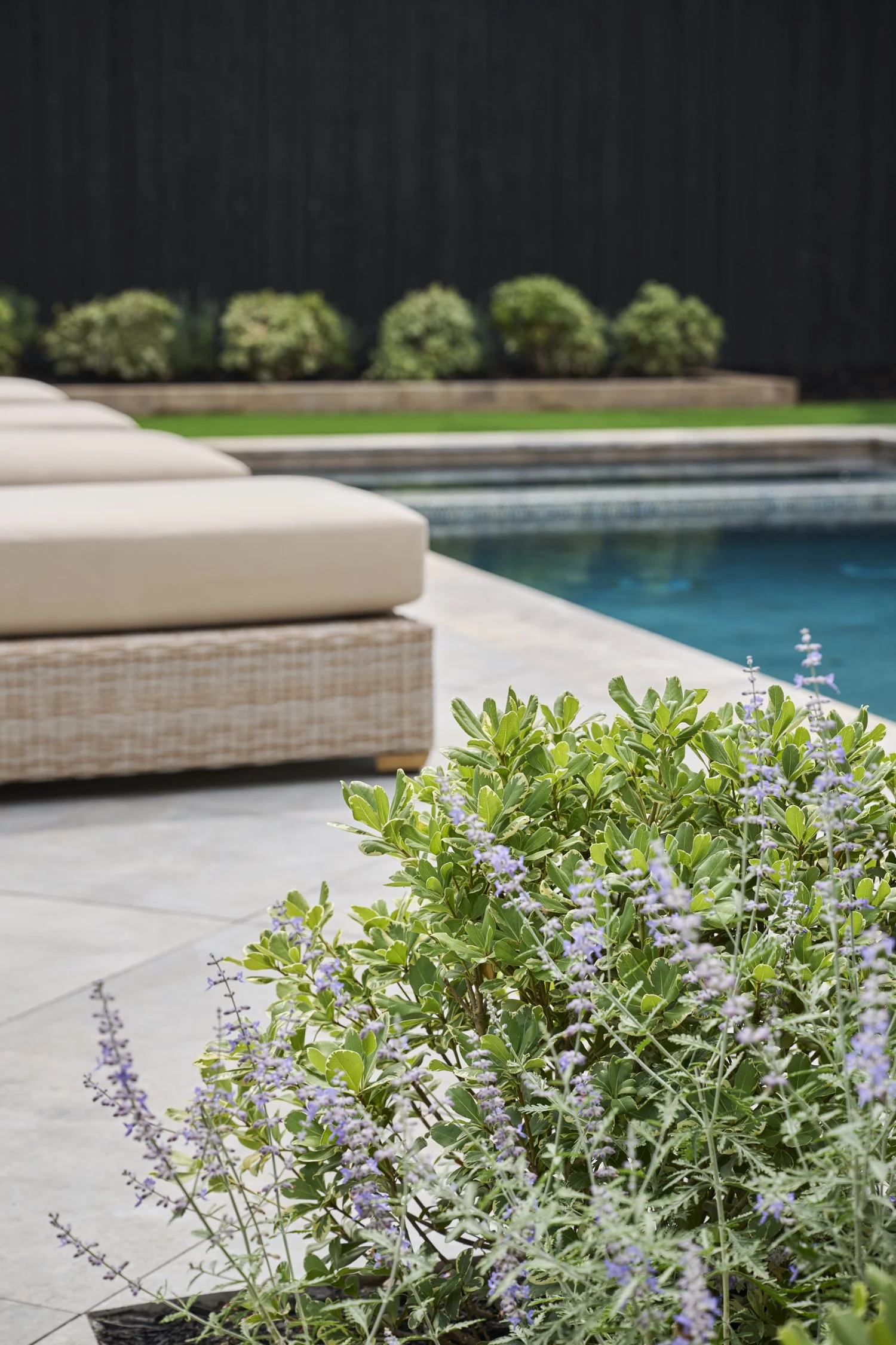 Backyard hardscape and landscape renovation complete with Porcelain Pavers, Belgard retaining walls, and evergreen planting design in North Dallas  | Designed by Caroline Higgins Design in Dallas, TX