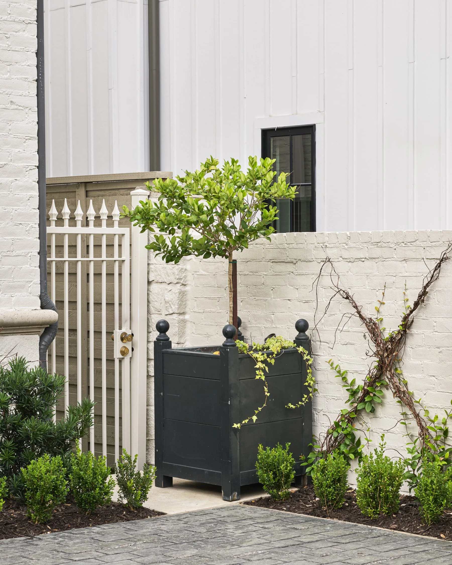 French-inspired front yard and motor courtyard landscape design with layered evergreen shrubs in the Park Cities  | Designed by Caroline Higgins Design in Dallas, TX