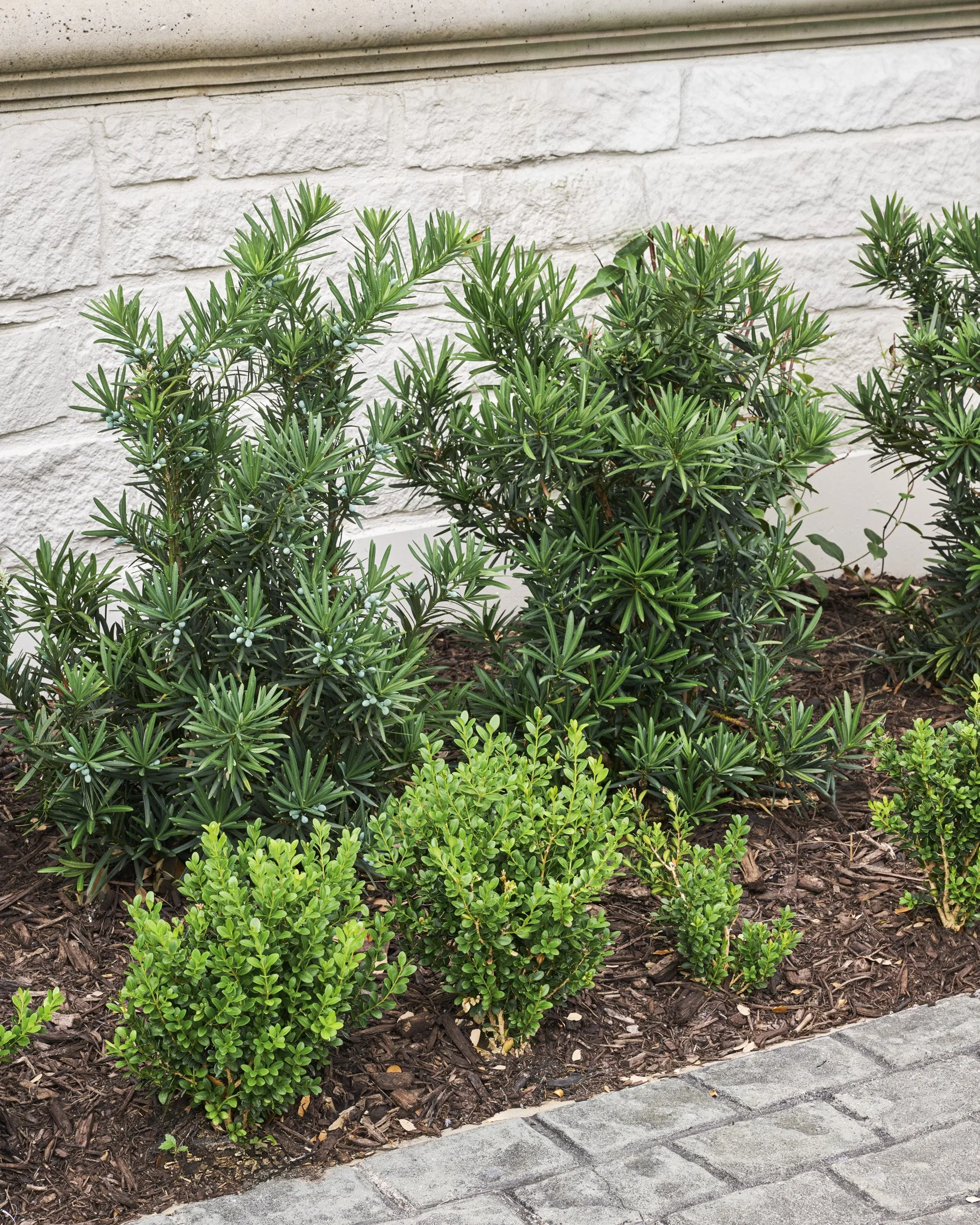 French-inspired front yard and motor courtyard landscape design with layered evergreen shrubs in the Park Cities  | Designed by Caroline Higgins Design in Dallas, TX