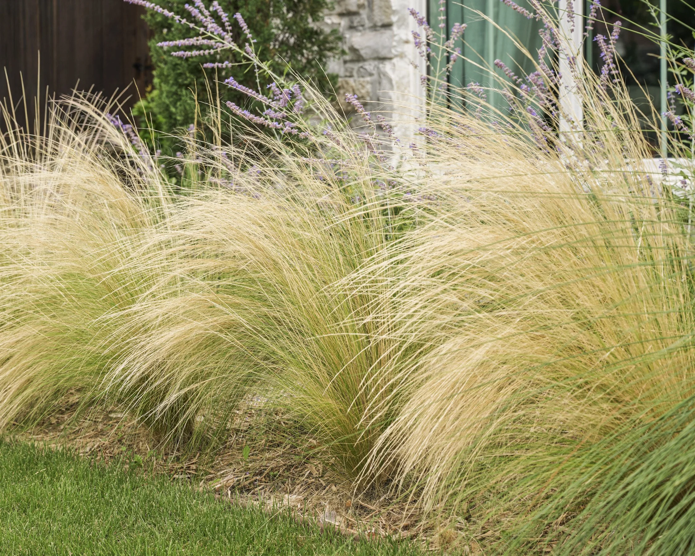 California-inspired front yard landscape with layered Ornamental Grasses in Dallas, TX | Designed by Caroline Higgins Design